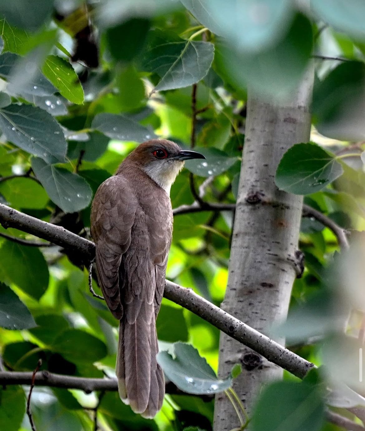 A brown bird with red eyes perched on a tree branch surrounded by green leaves.