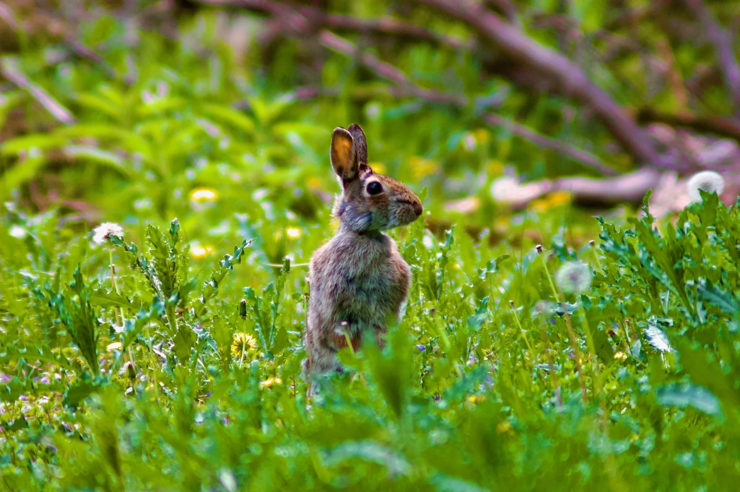 Rabbit sitting in a grassy field with wildflowers.