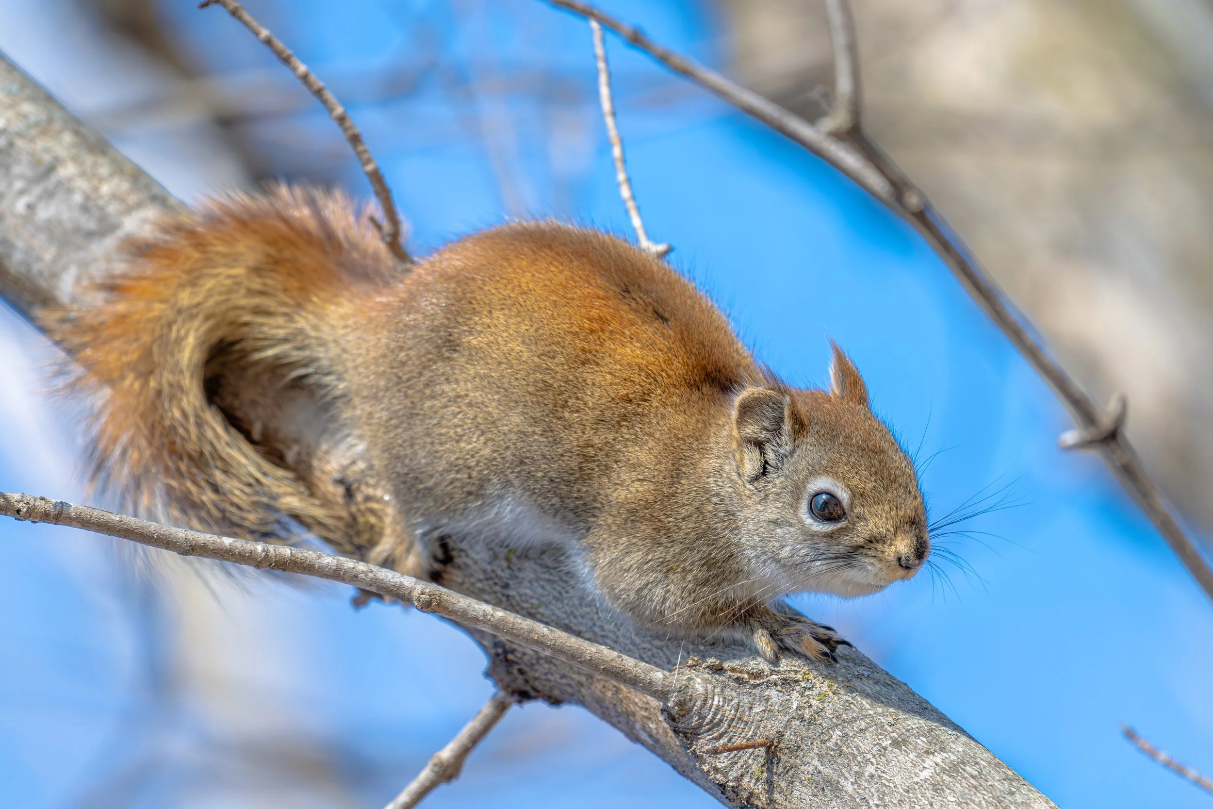 Red squirrel on a tree branch against a blue sky.