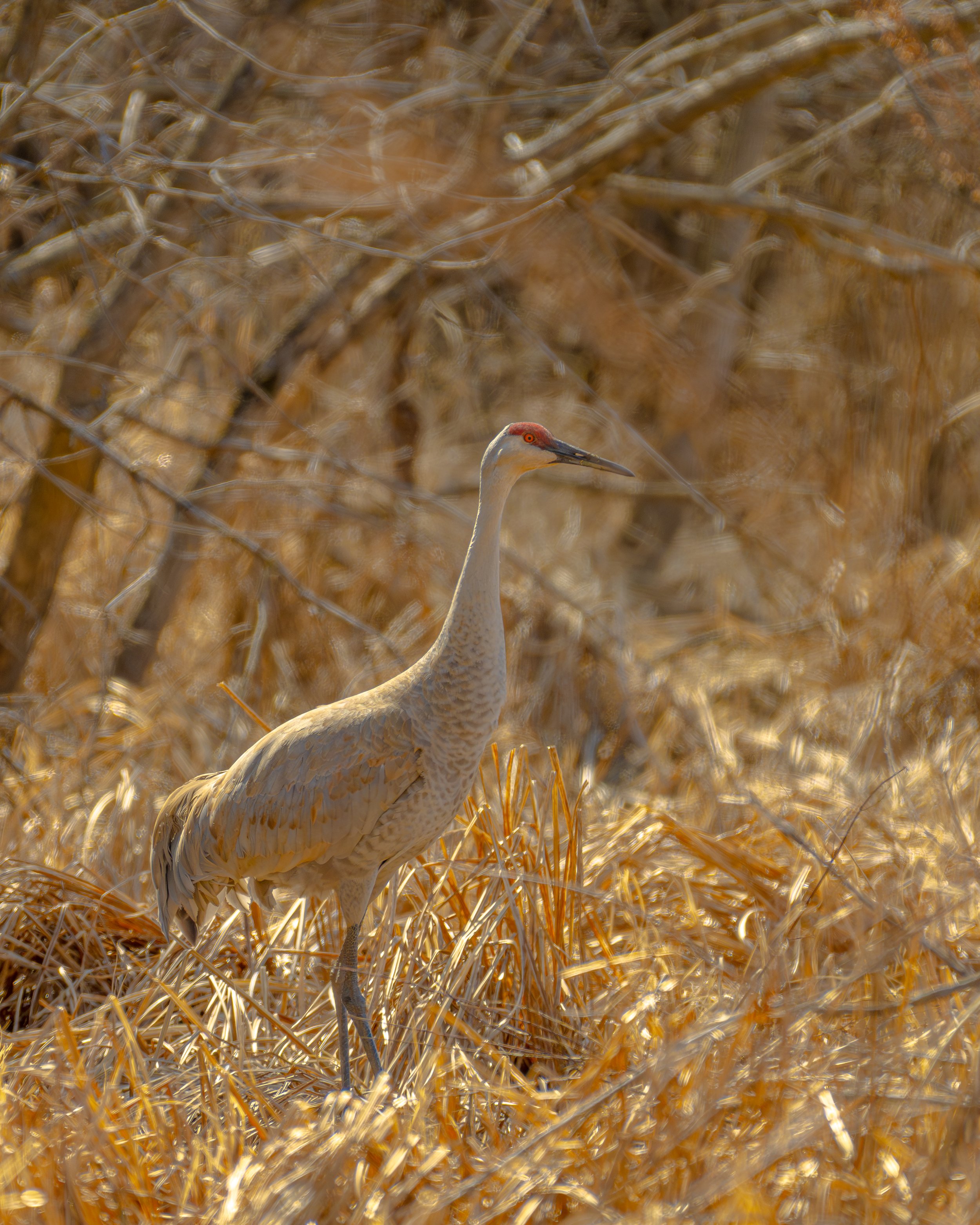 Sandhill crane standing in dry grasses with blurred brown tree branches in the background.