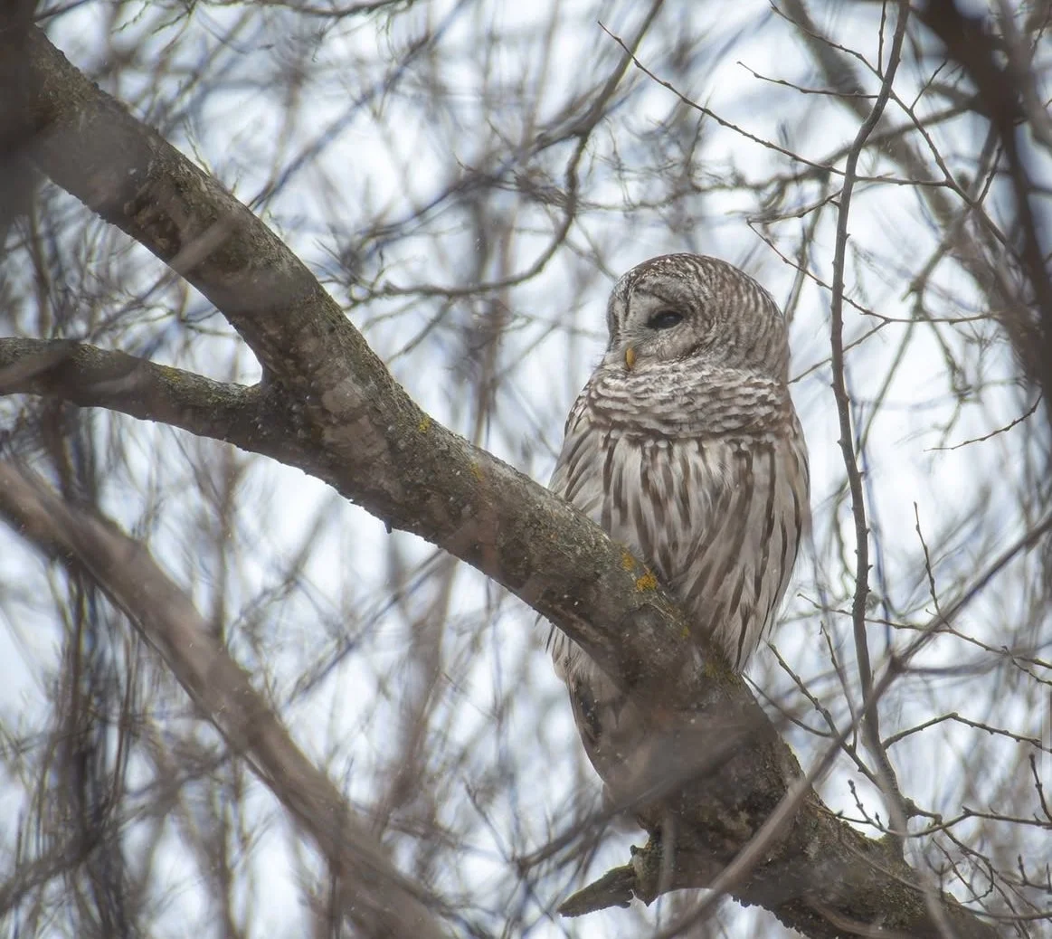 Barred owl perched on a tree branch among leafless branches.