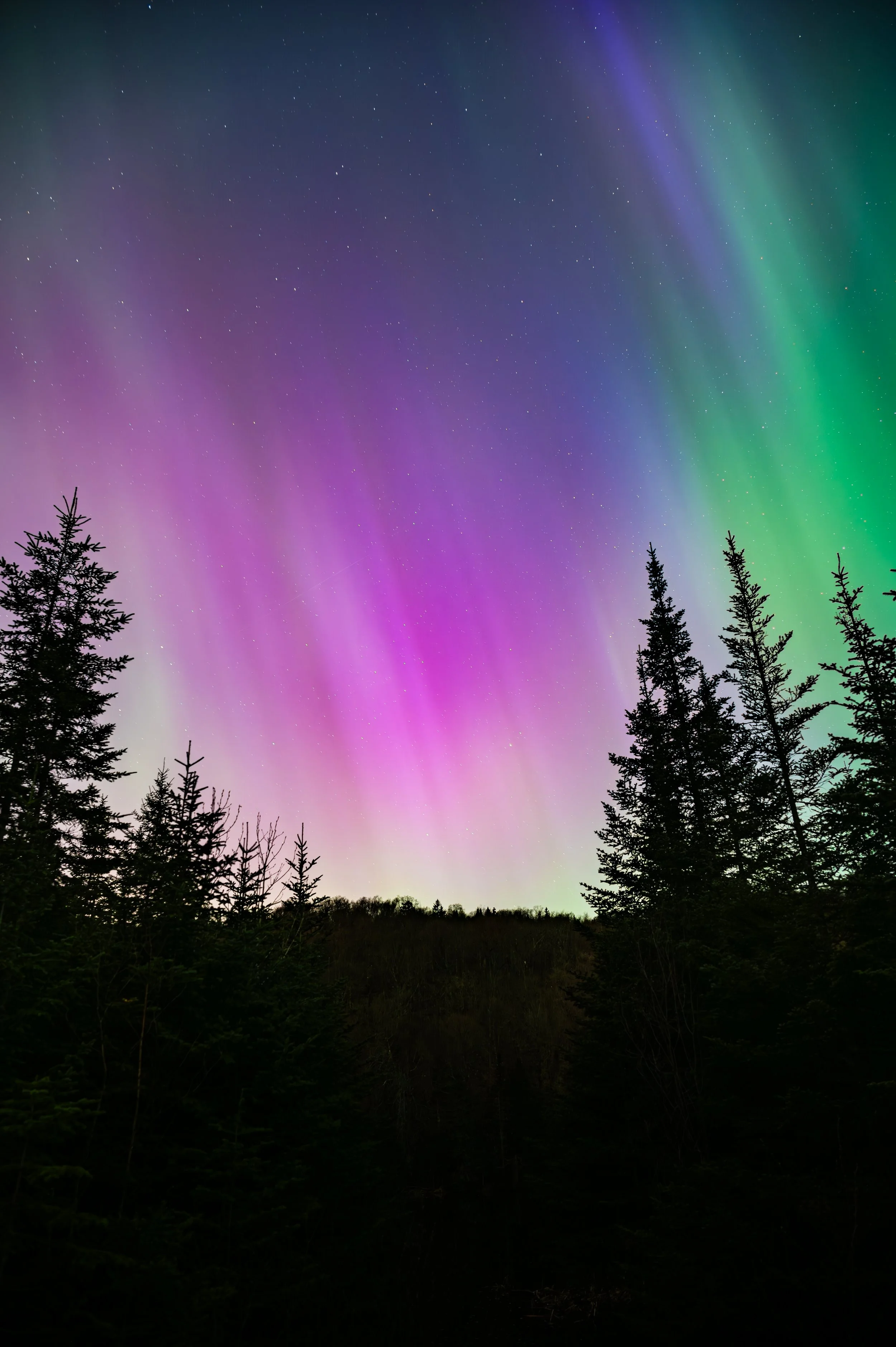 Aurores boréales dans le ciel nocturne avec des arbres en premier plan.