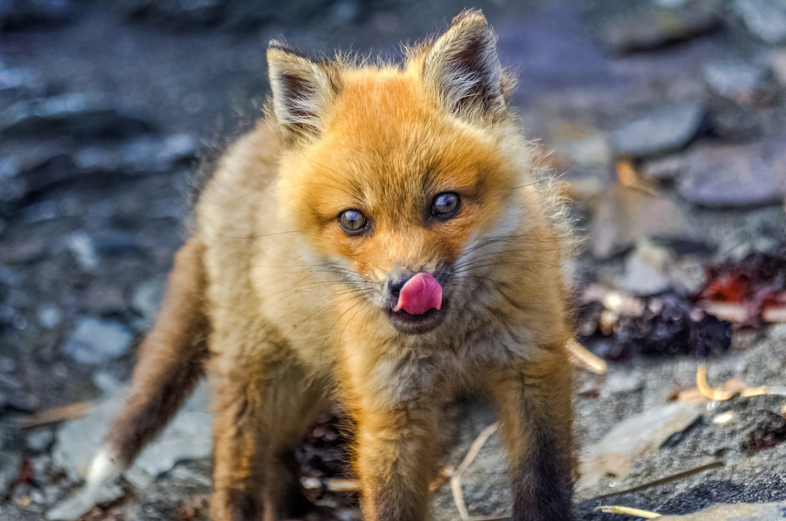 Animaux et vie sauvage