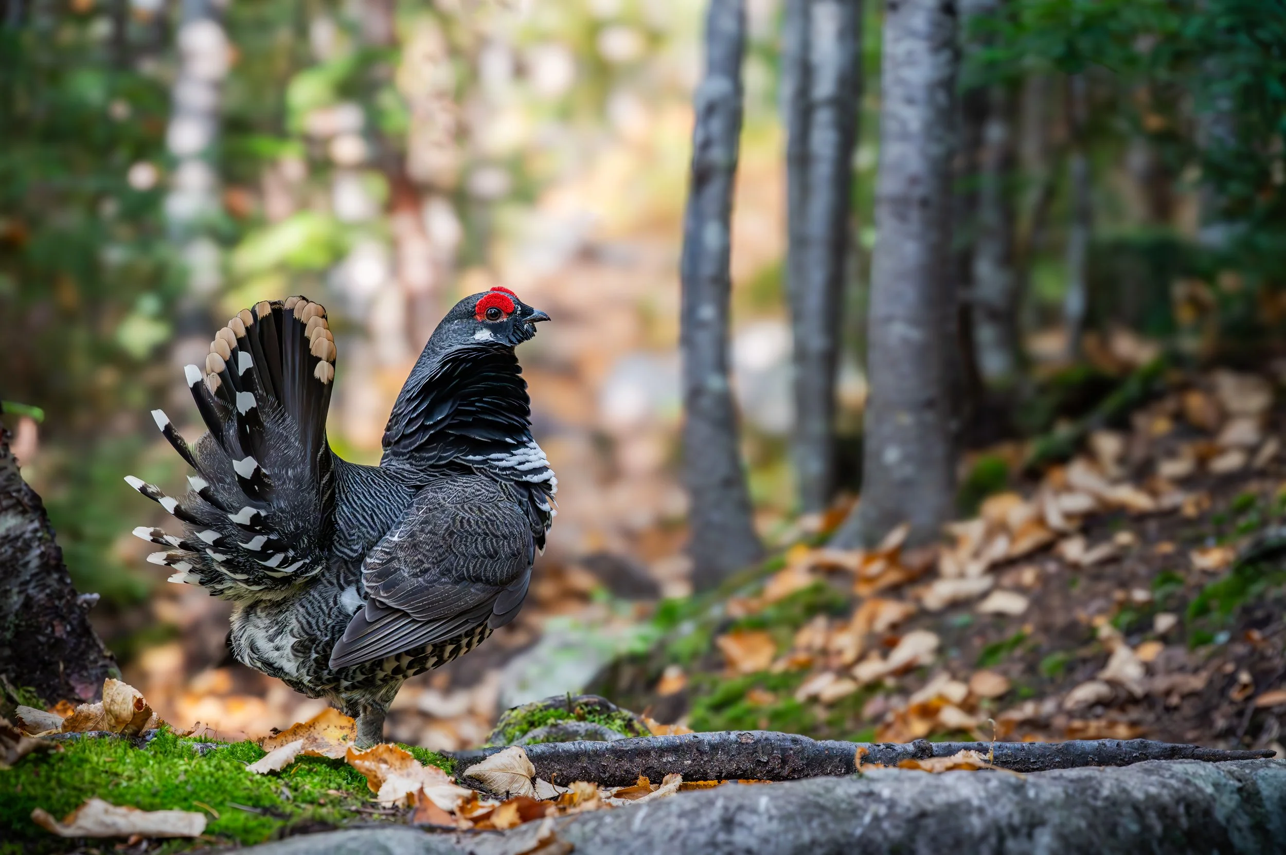 2024-09-21-DSC_0788-Avec accentuation-Bruit.jpg