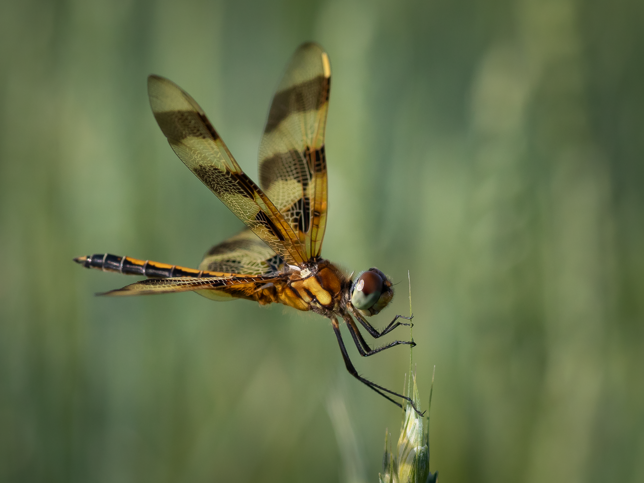 "Sentinel on the wheat."  Dragonflies are mighty predators with a prey capture rate of about 90%.  They achieve this through their incredible abilities, flying backwards, forwards or side to side with speeds up to 30 miles an hour.  Here, the soldier