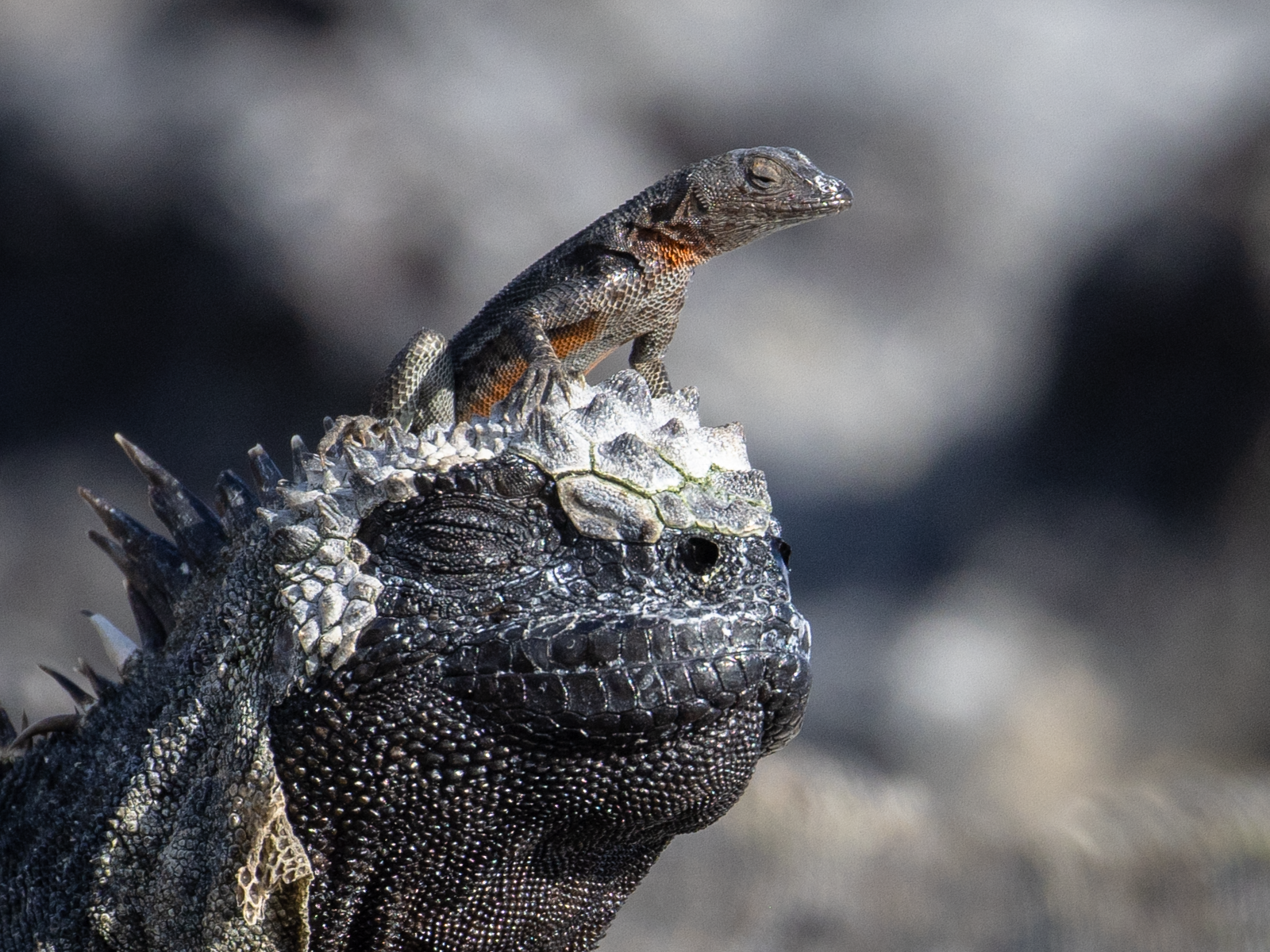 "Lizard Hat."  The lava lizard can be viewed here perched not on lava, but on a marine iguana.  It's easy to see how it could be confused - the marine iguanas bask as still as fossils in the hot sun in between cool dips in the ocean.  