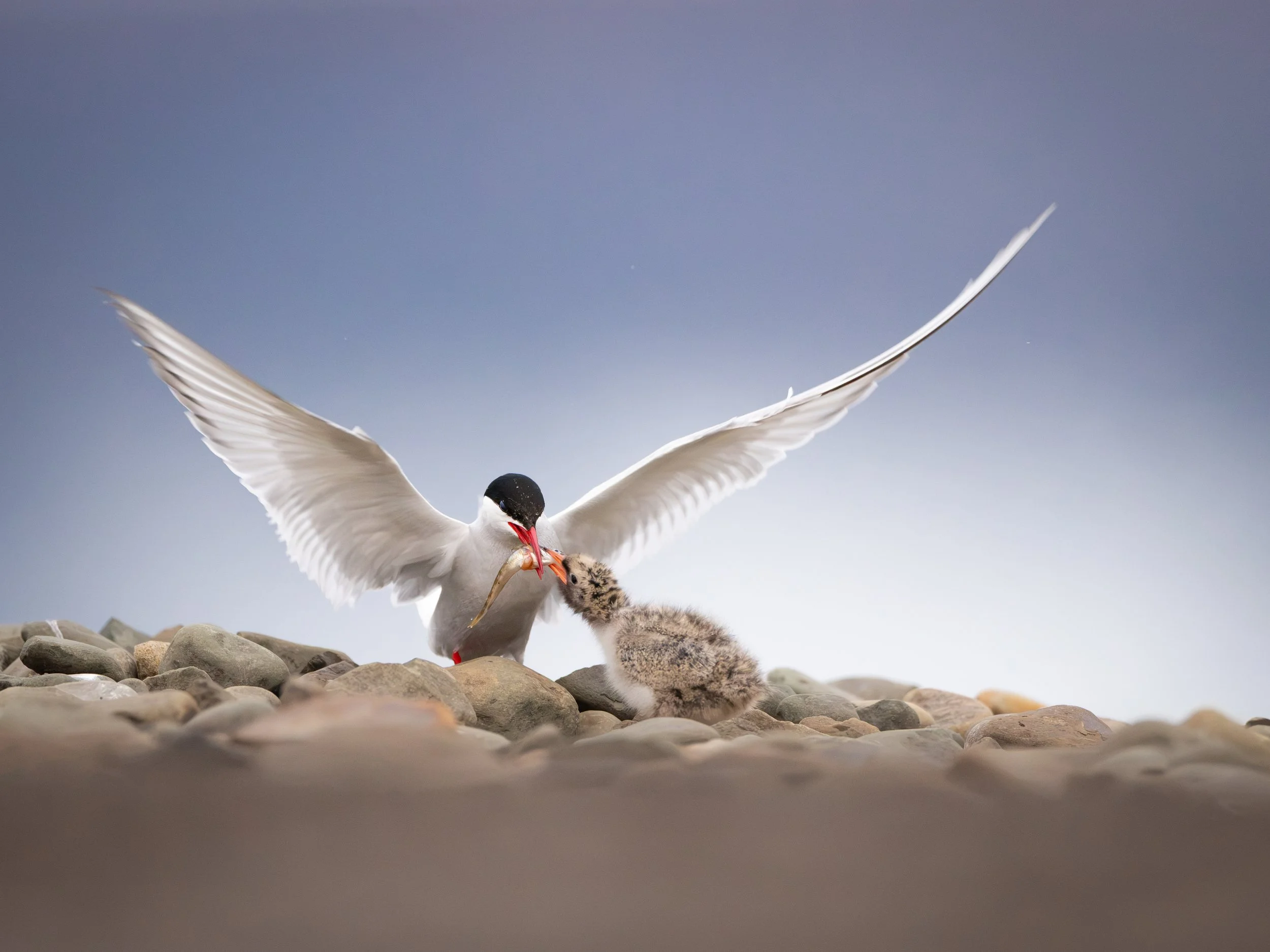 "Arctic tern." Arctic terns are world travelers and migrate from the Arctic summer to the Antarctic summer and back.  This trip accrues an average of 44,000 miles of flying.  They live 15 to 30 years in the wild and are fiercely protective of their y