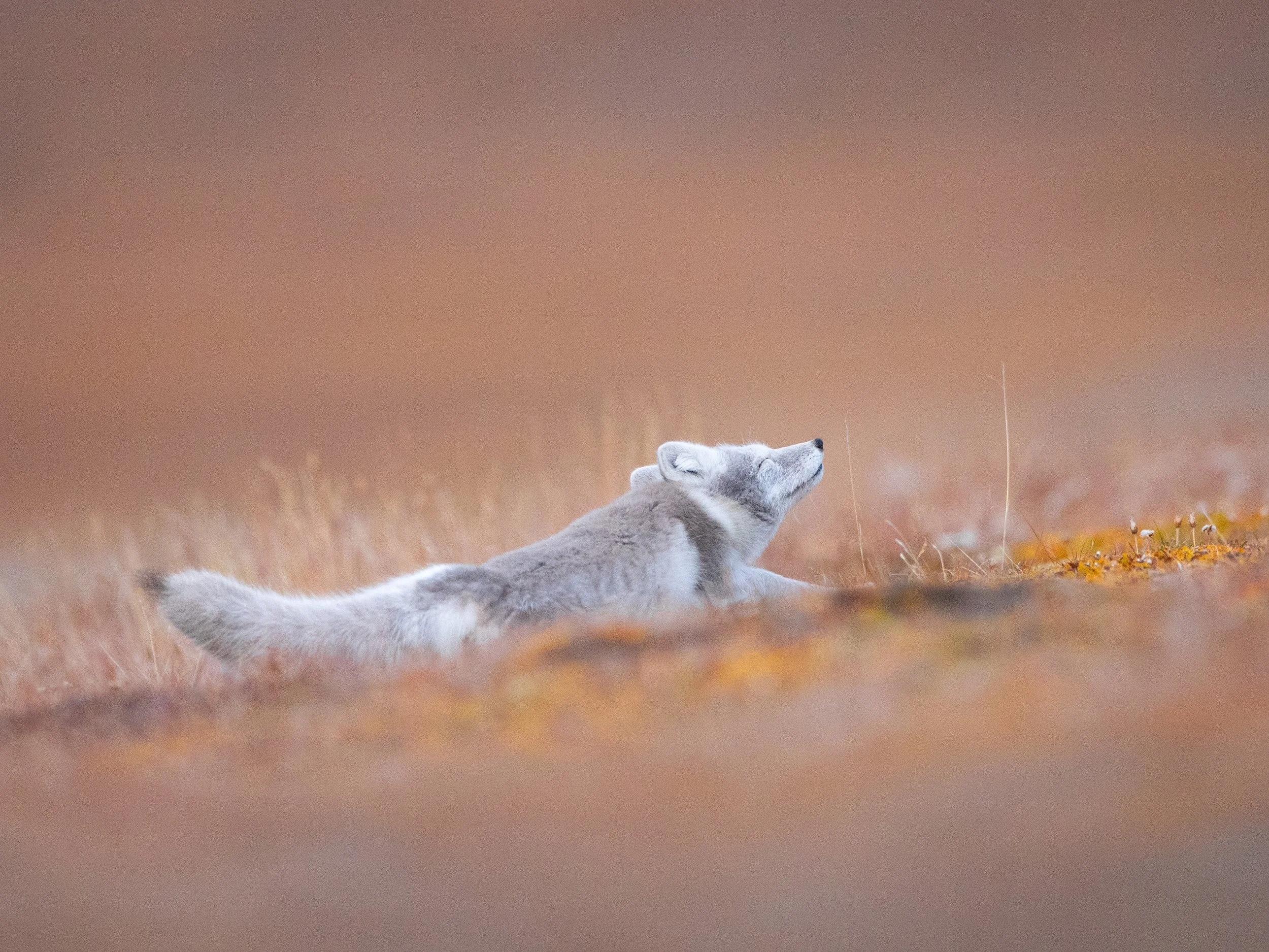 "Little Fox, Big Stretch." 