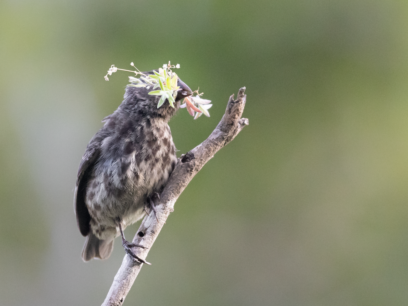 "Flowers."  The Galapagos finches captivated Charles Darwin and later became a symbol of evolutionary biology. The different species of finches found in the Galapagos have specific niches, allowing them to thrive in different environments.  This smal