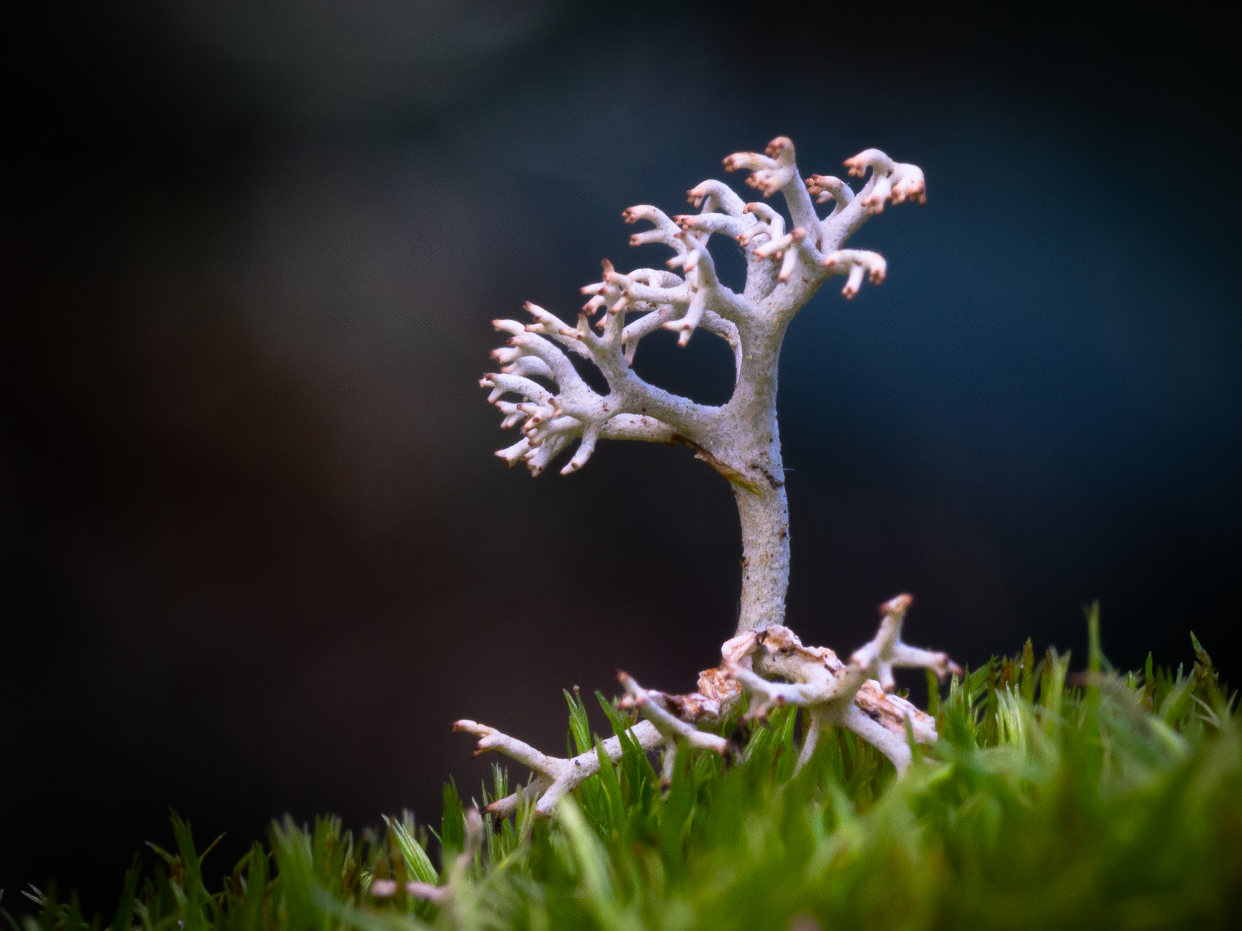 "Radioactive." Caribou moss derives nutrients not from roots, but from airborne particles.  During nuclear testing in the 1950s and 1960s, this feature turned caribou moss into the perfect sponge for nuclear fallout.  These radioactive particles accu