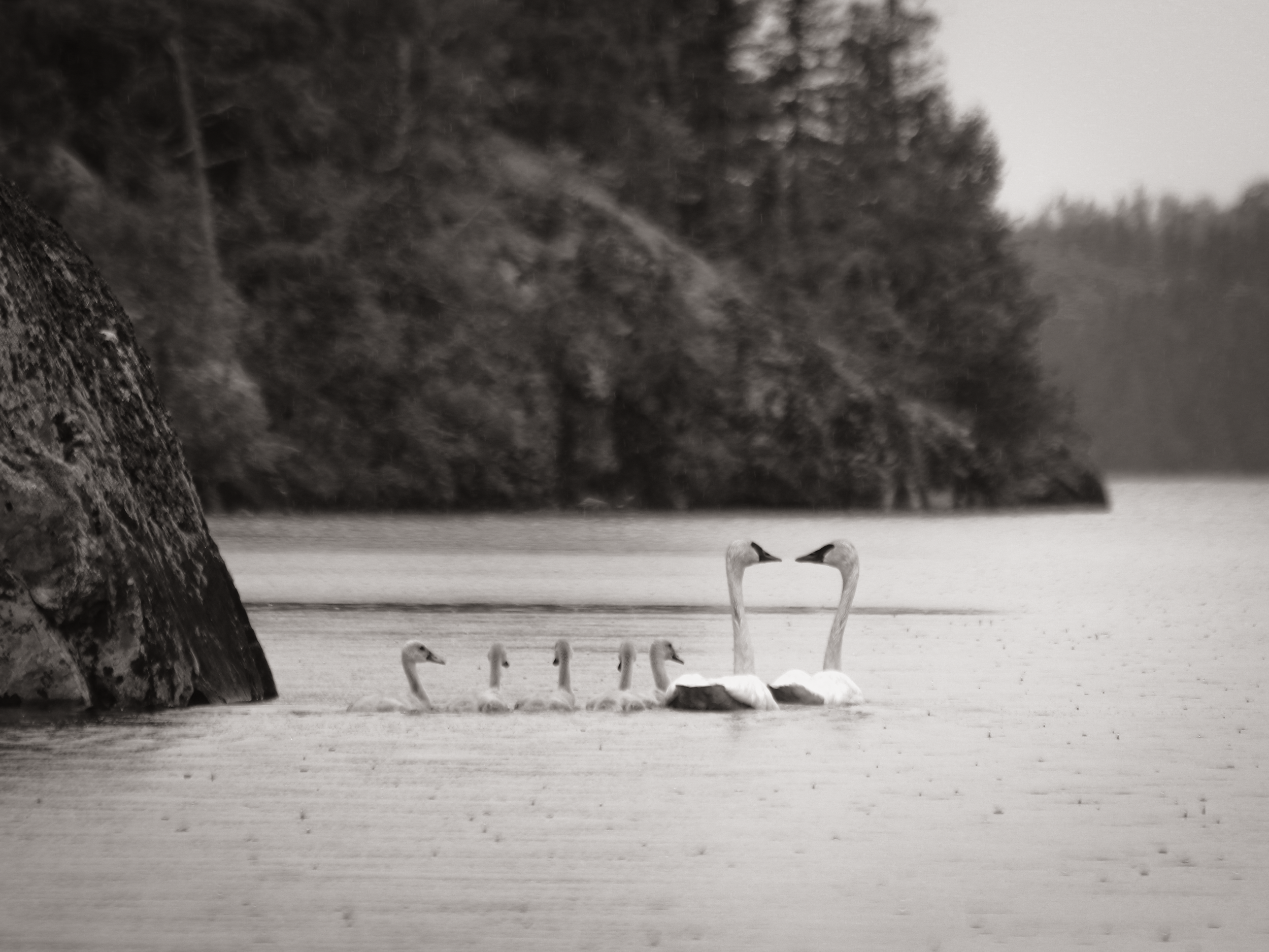 "Family outing."  The trumpeter swan is a large swan native to North America.  They represent an incredible history of conservation in the region.  Hunted to the brink of extinction in the early 1900s, there were less only 69 birds known to remain in