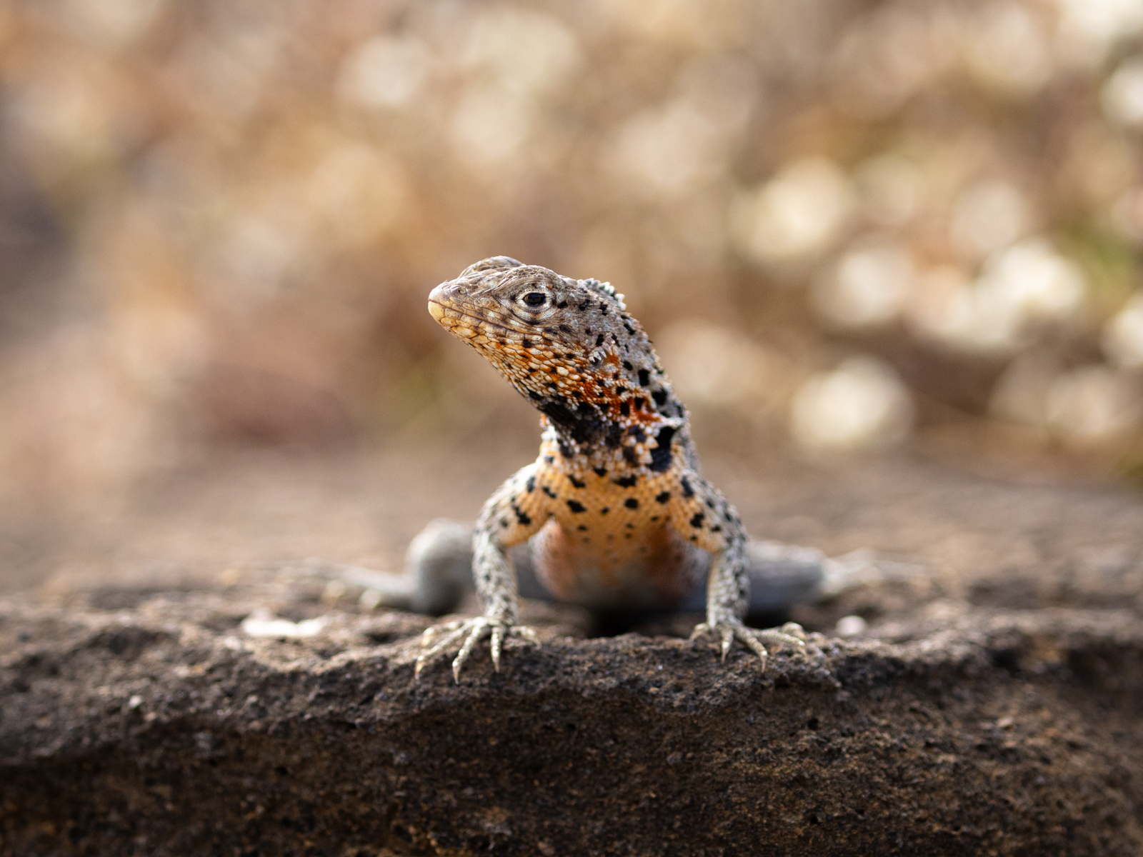 "Lava Lizard."  