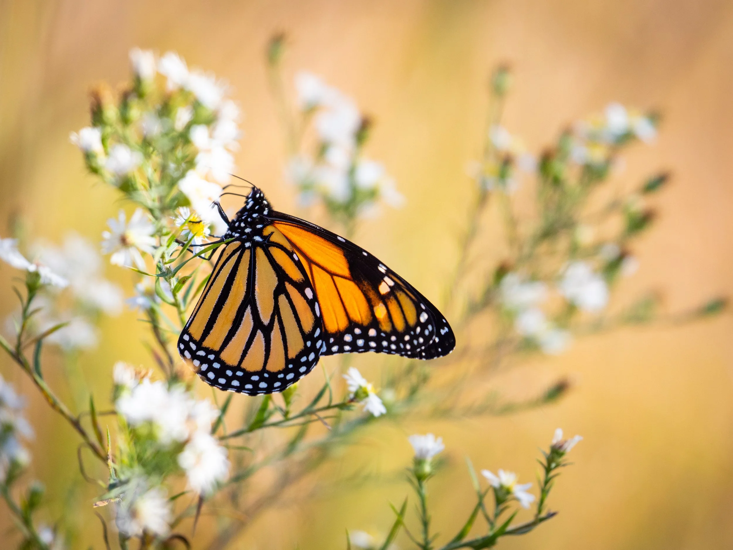 "Summer Waning."  As the leaves start to turn and the nights get colder, Monarchs begin their migration from their northern breeding grounds to Mexico and California.  This 3000 mile journey seems impossible for such a fragile being.  Yet the mighty 