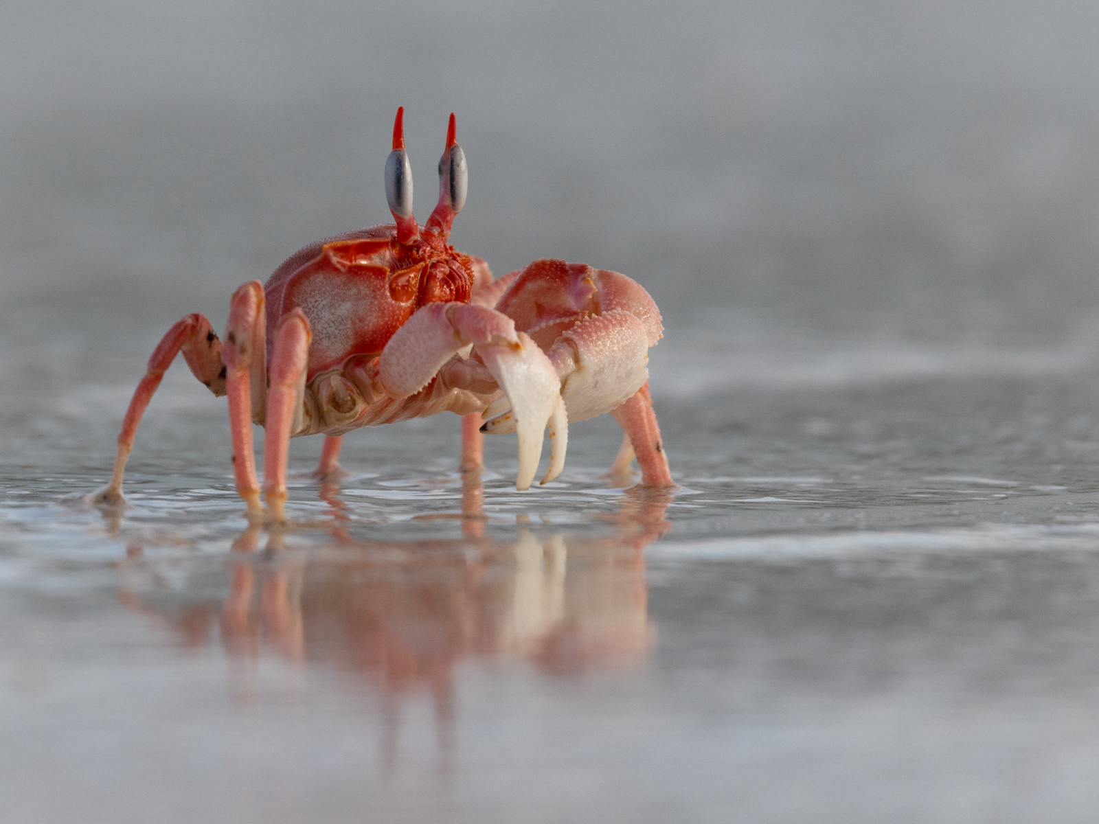 "Ghost."  There is something so captivating about the ghost crab.  They quickly hide in delicate burrows in the sand when predators (and cameras) approach leaving the observer questioning whether they were ever there at all.  Their unique eyestalks p