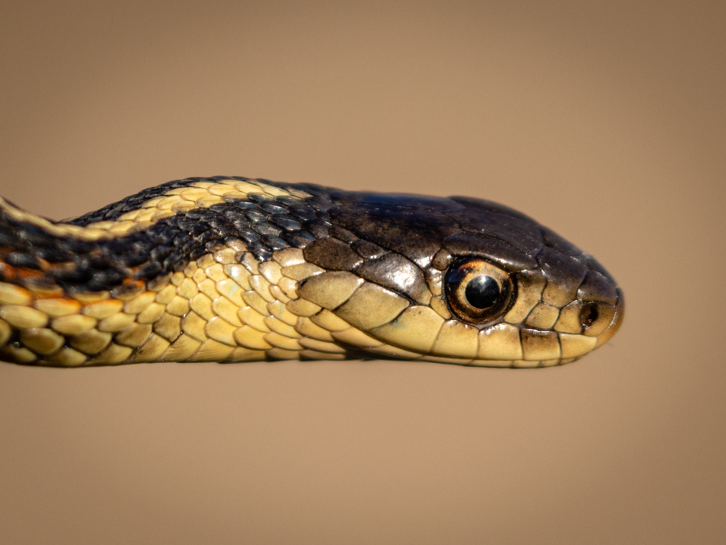 "The hunter."  Early in the spring, this garter snake emerged from hibernation to join the creatures of the marsh.  Poised, he surveilled his territory, watching the movement below with keen intent.  I suspect that he was hungry.