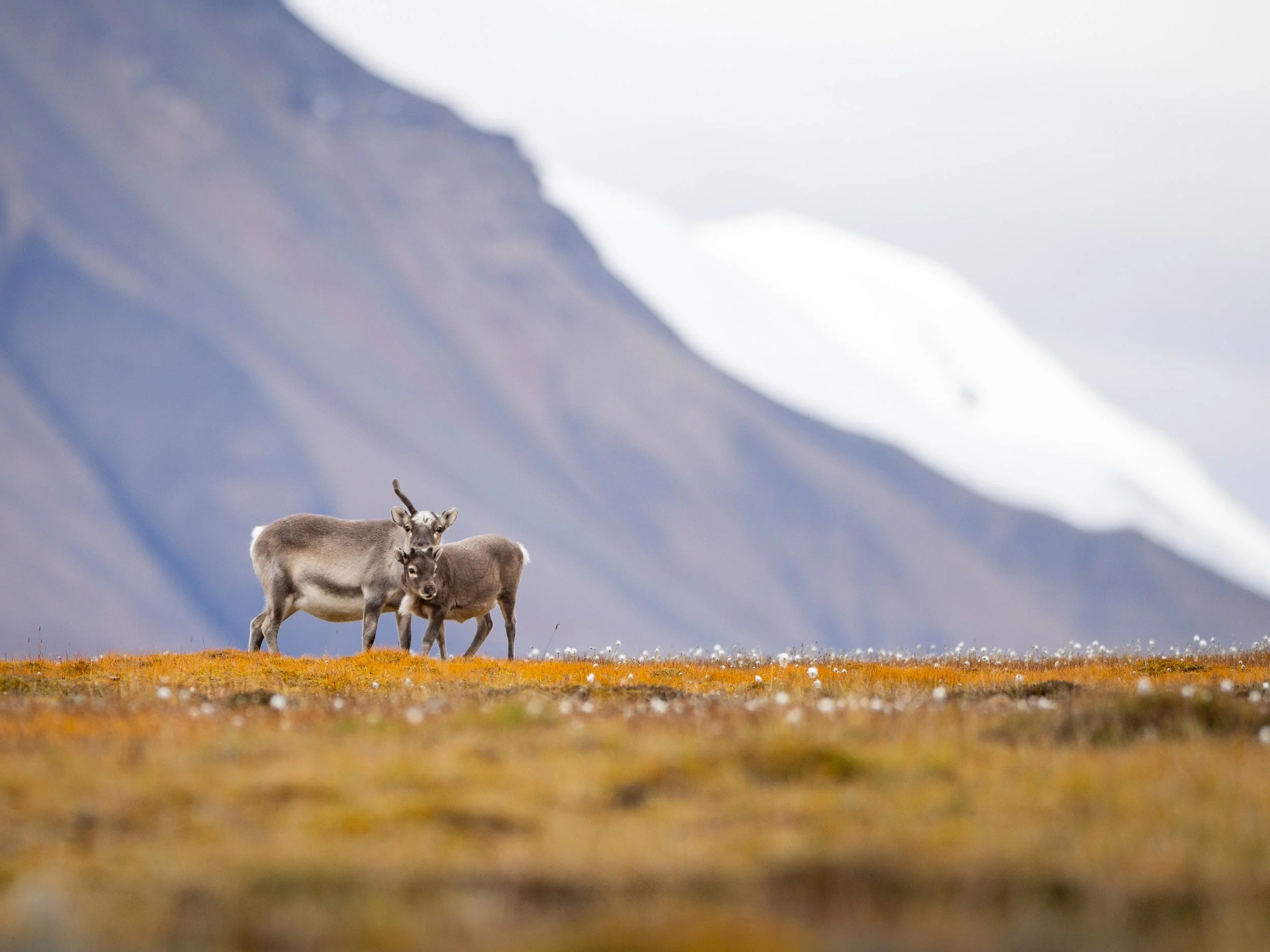 "Summer with Mom." Reindeer calves are born in June and spend their first summer at their mother's side, navigating Svalbard's steep terrain and grazing on wildflowers and grasses as they are weaned.  Reindeer must eat large quantities during the sum