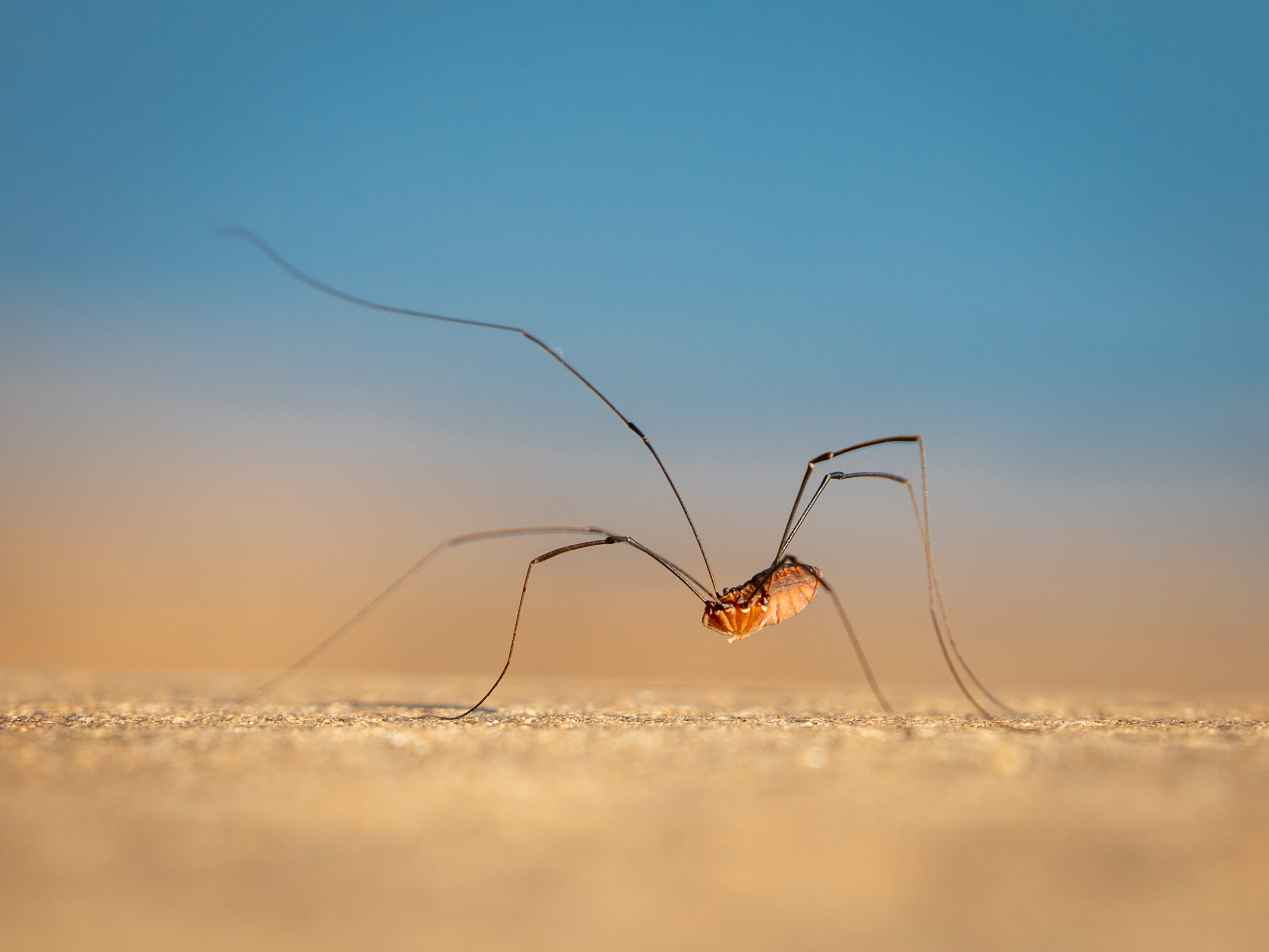 "Daddy Long-Legs." 