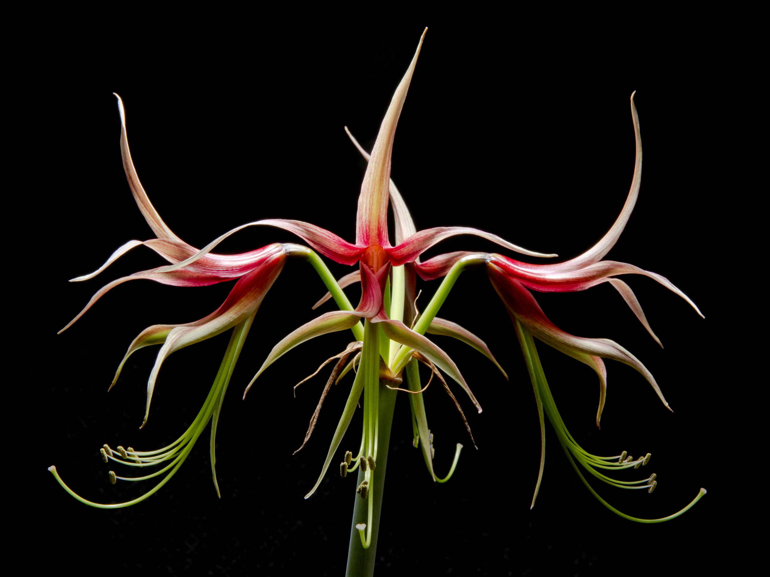 "Amaryllis."