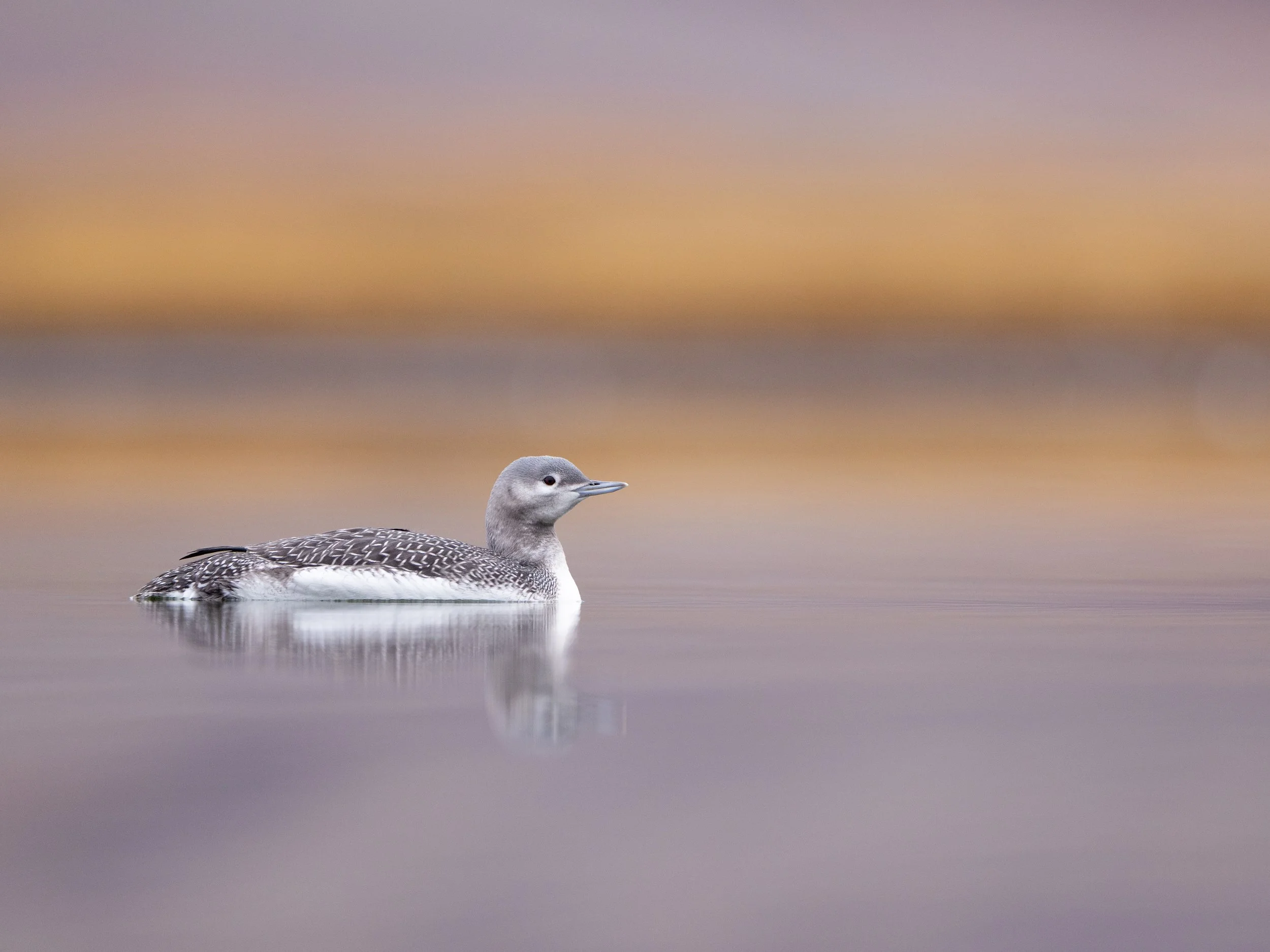 "The Diver."  Red-throated divers are the smallest species of loon and spend their summers in the Arctic raising their young.  Breeding adults are easy to identify during nesting season by their bright red throat patch, which is replaced by drab plum