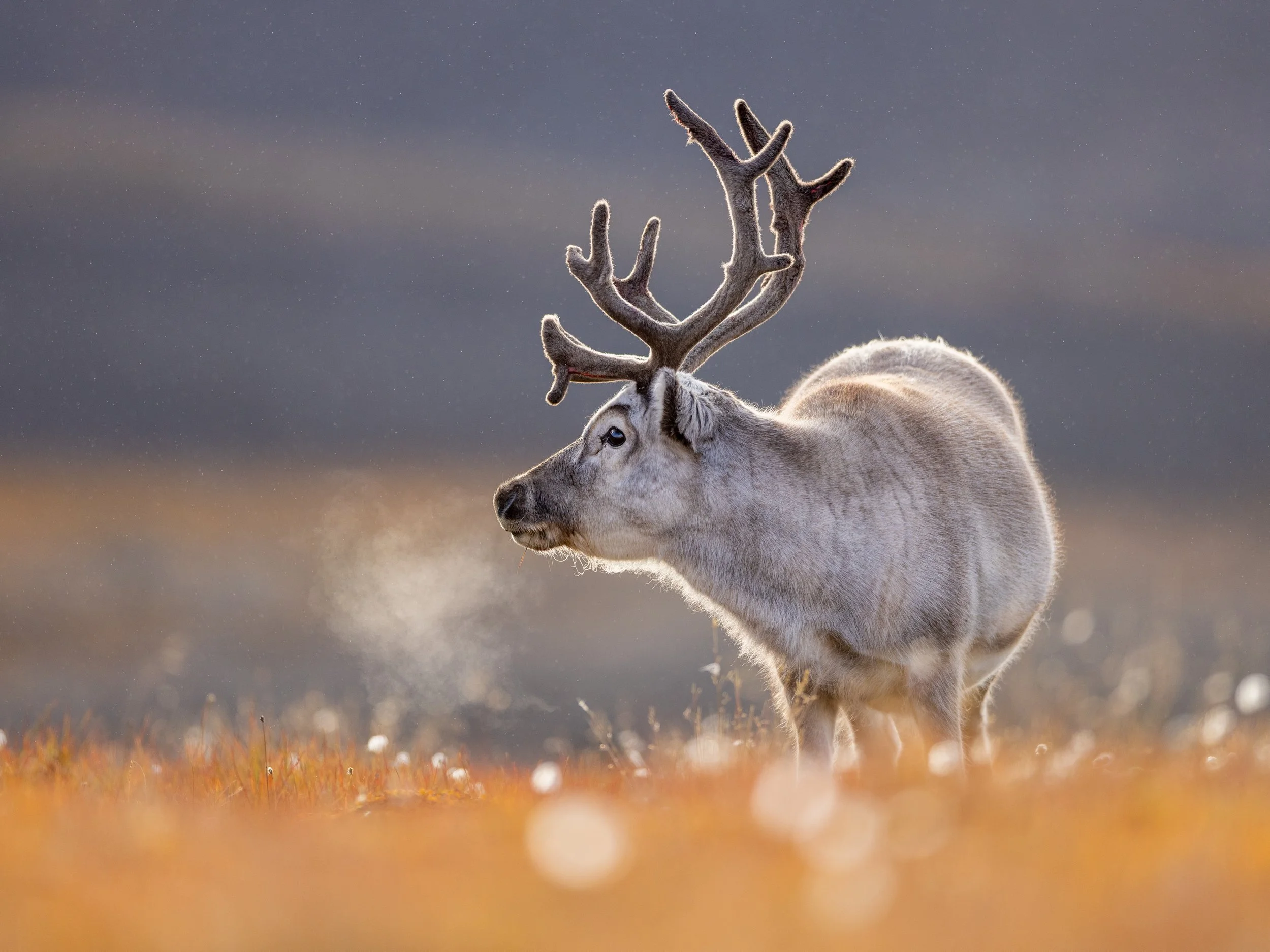 "Reindeer."  The Svalbard reindeer are the smallest subspecies of reindeer in the world.  They have short legs and rounded heads and pay little attention to humans or other wildlife.  Males develop antlers from April to July and shed them in early wi