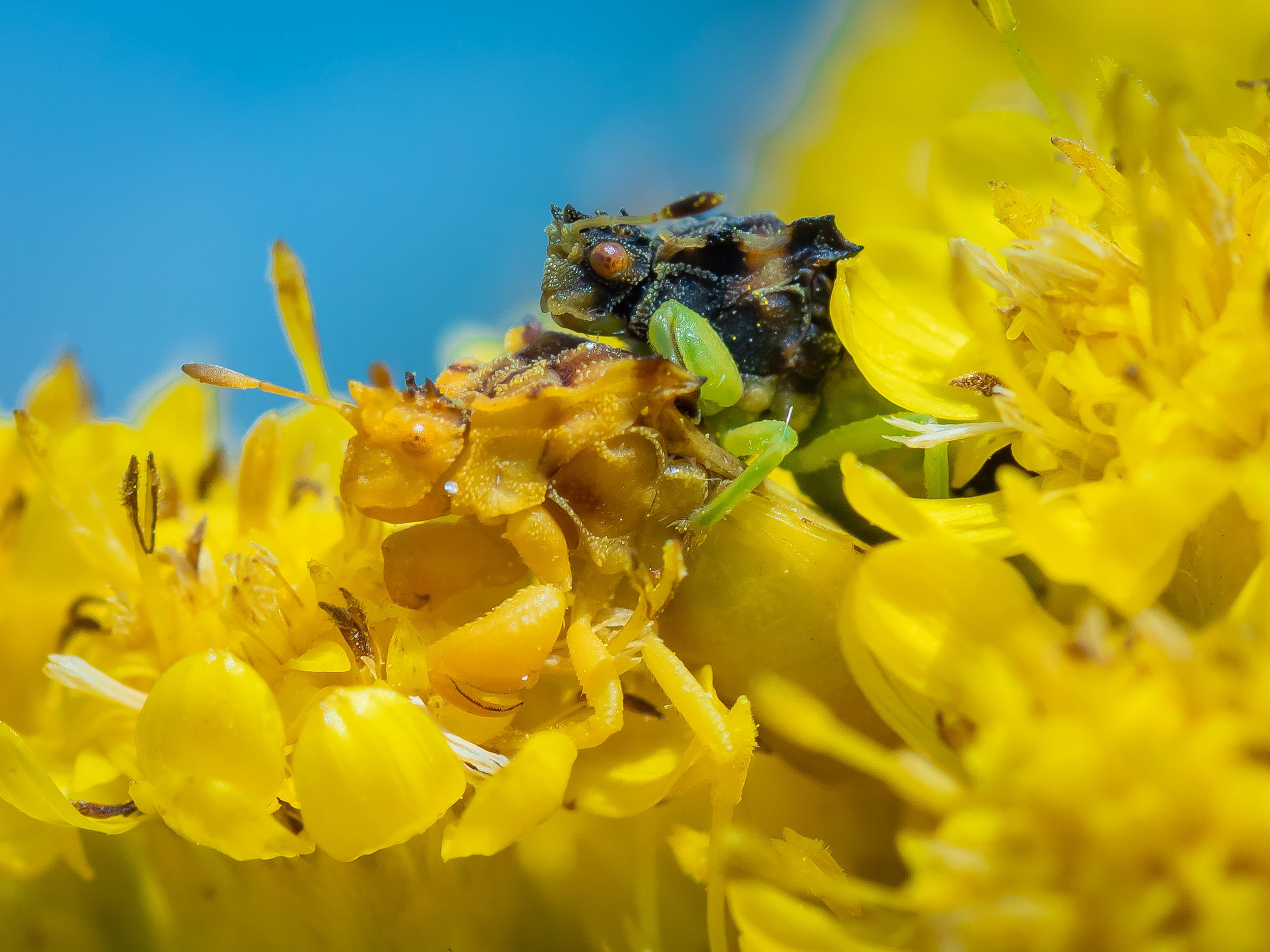 "Ambush bug(s)."  Sometimes the wonder of macro is seeing unveiling the picture at home to see details that were invisible to the naked eye.  In my excitement to photograph one of my favorite insects, the ambush bug, I failed to notice that my camera