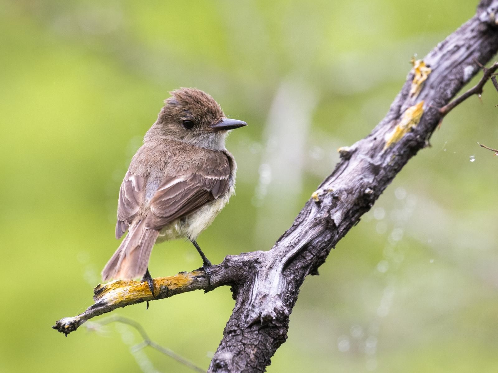 "Galapagos Flycatcher."