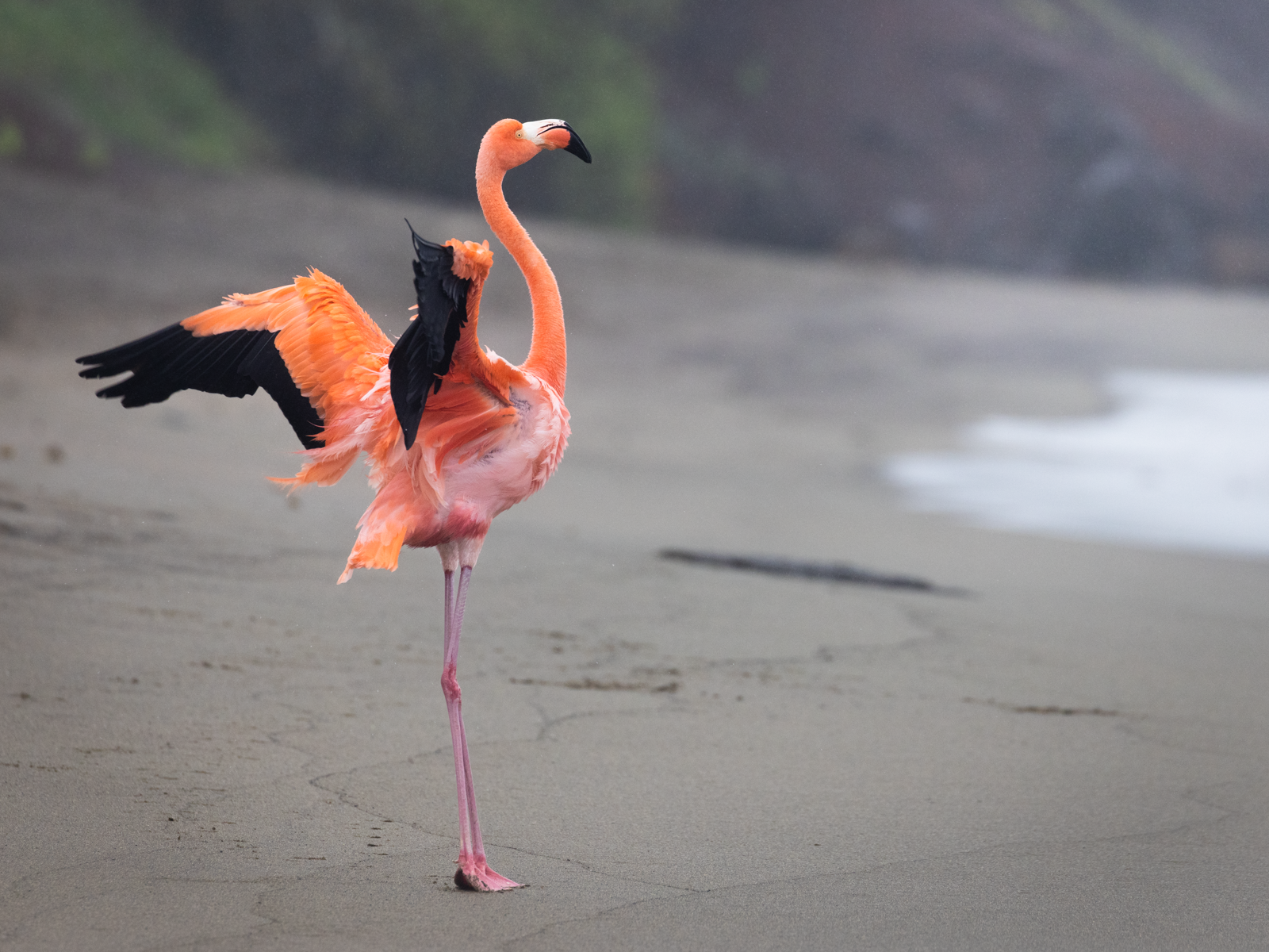 "The Dancer."  