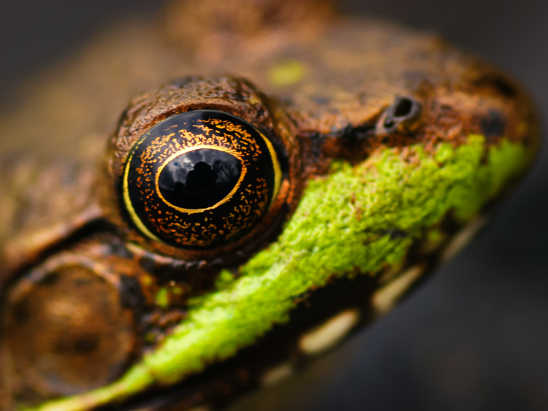 "Self portrait."  I suppose that I am not sufficiently birdlike in my appearance to strike fear in the hearts of frogs.  This wide-angle view of a frog's eye places the photographer in a gold-rimmed frame.