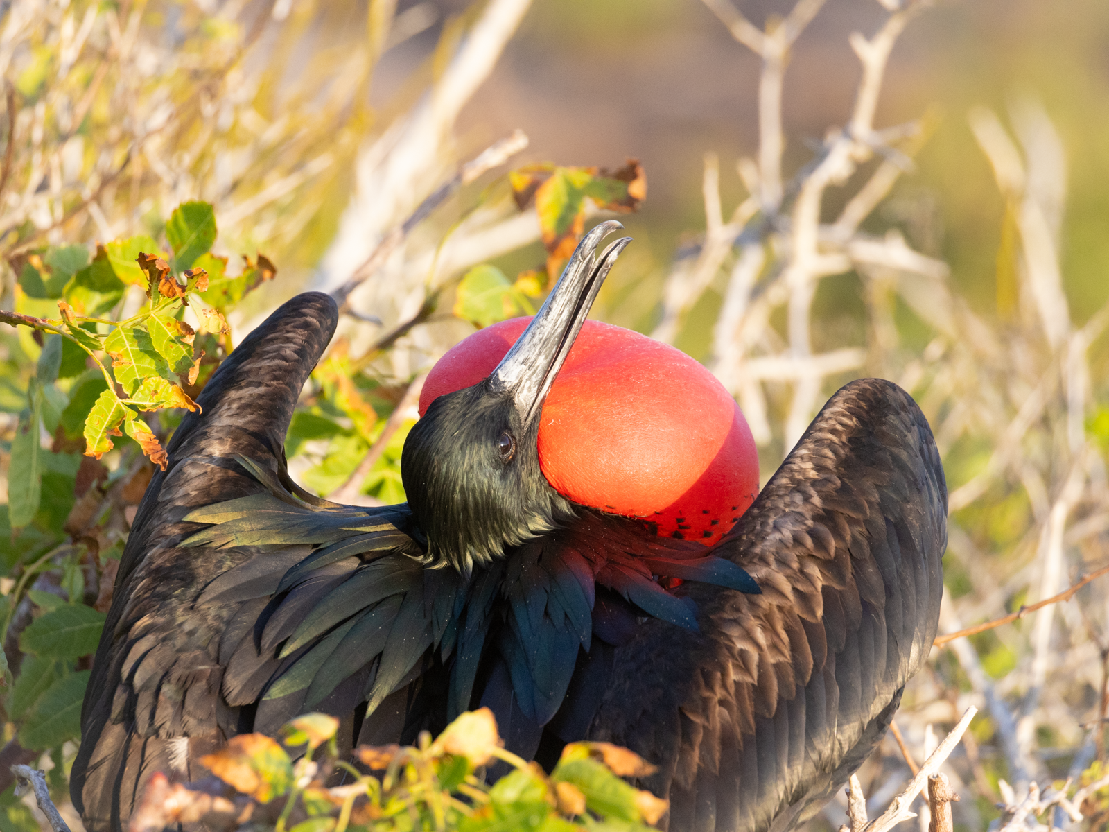 "Great Frigatebird."  There are two species of Frigatebird in the Galapagos: the Great Frigatebird and the Magnificent Frigatebird.  While the bird pictured here is undoubtably magnificent in his courtship display, he is classified as a Great Frigate