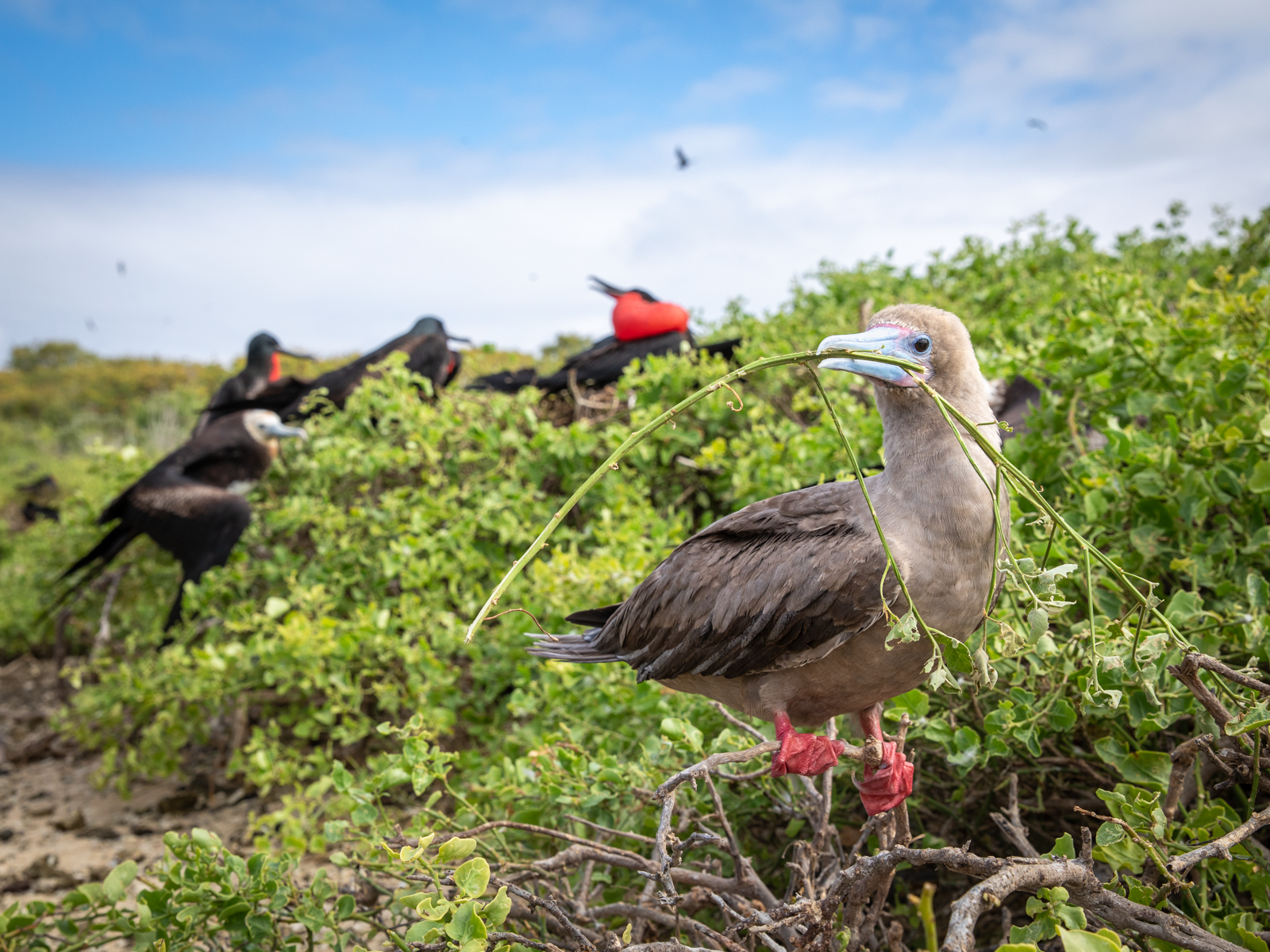"Take my stick."  While the frigate birds argued and fought in distance, this curious red footed boobie flew directly in front of me, posing with a freshly harvested stick.  The bird looked at me and my camera with curiosity, continuing to push the s