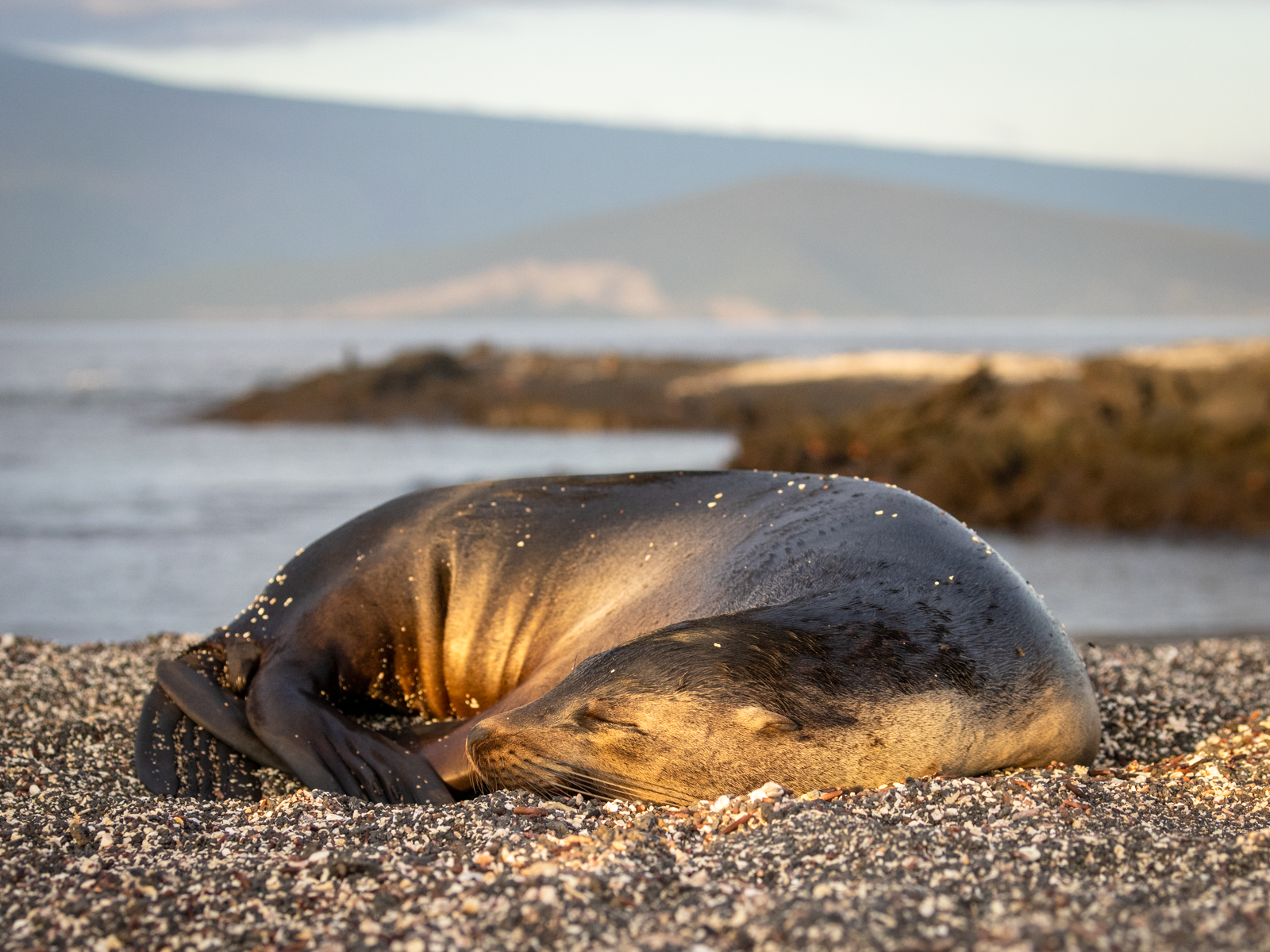 "Puppy."  The Galapagos sea lion can be seen lounging on every beach and landing.  Their evolutionary relationship to dogs is apparent in their inquisitive nature and playful curiosity.  They readily approach humans on the beach and in the water.  Th