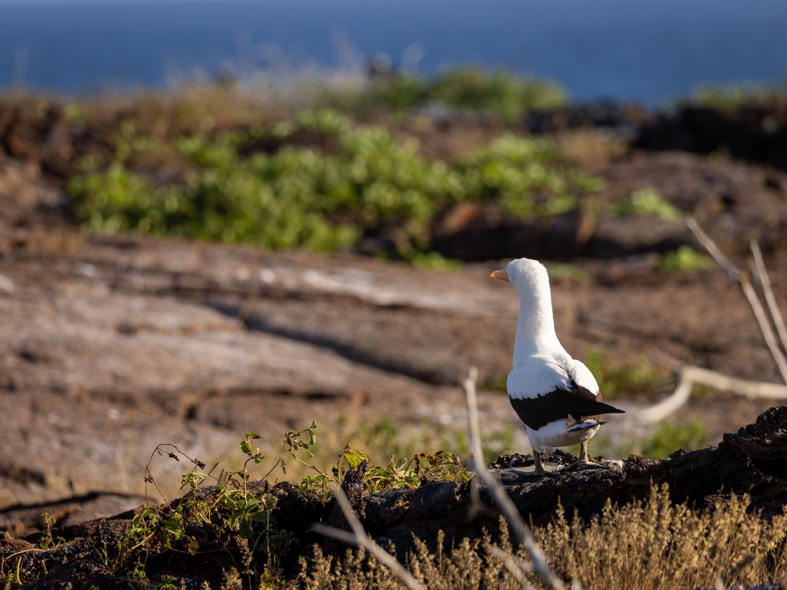 "This Land." The Galapagos islands are home to three species of booby: the blue footed booby, the red footed booby, and the Nazca booby.  Nazca boobies do not have brightly colored feet and are the largest species in the booby family.  They were thou
