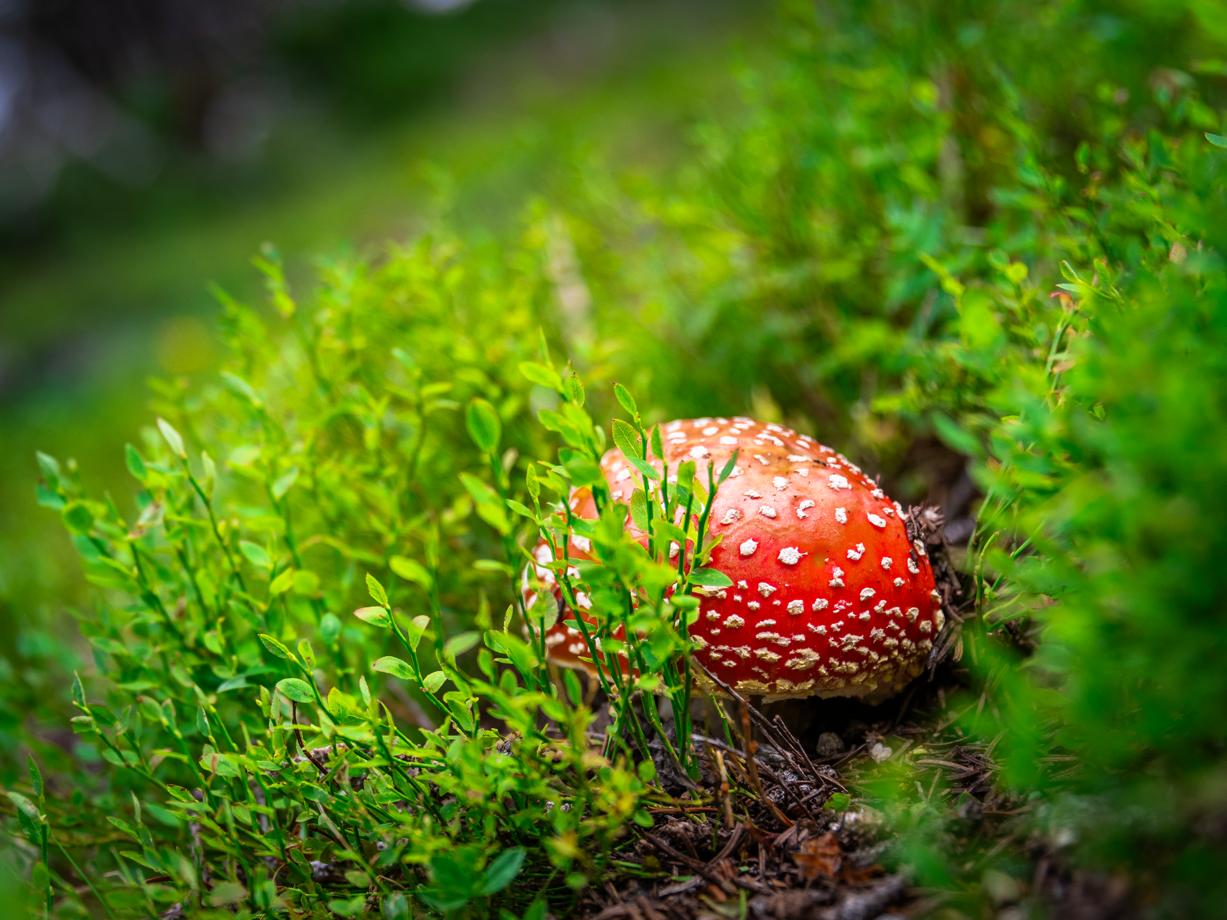 "Death Cap for a Cutie." 