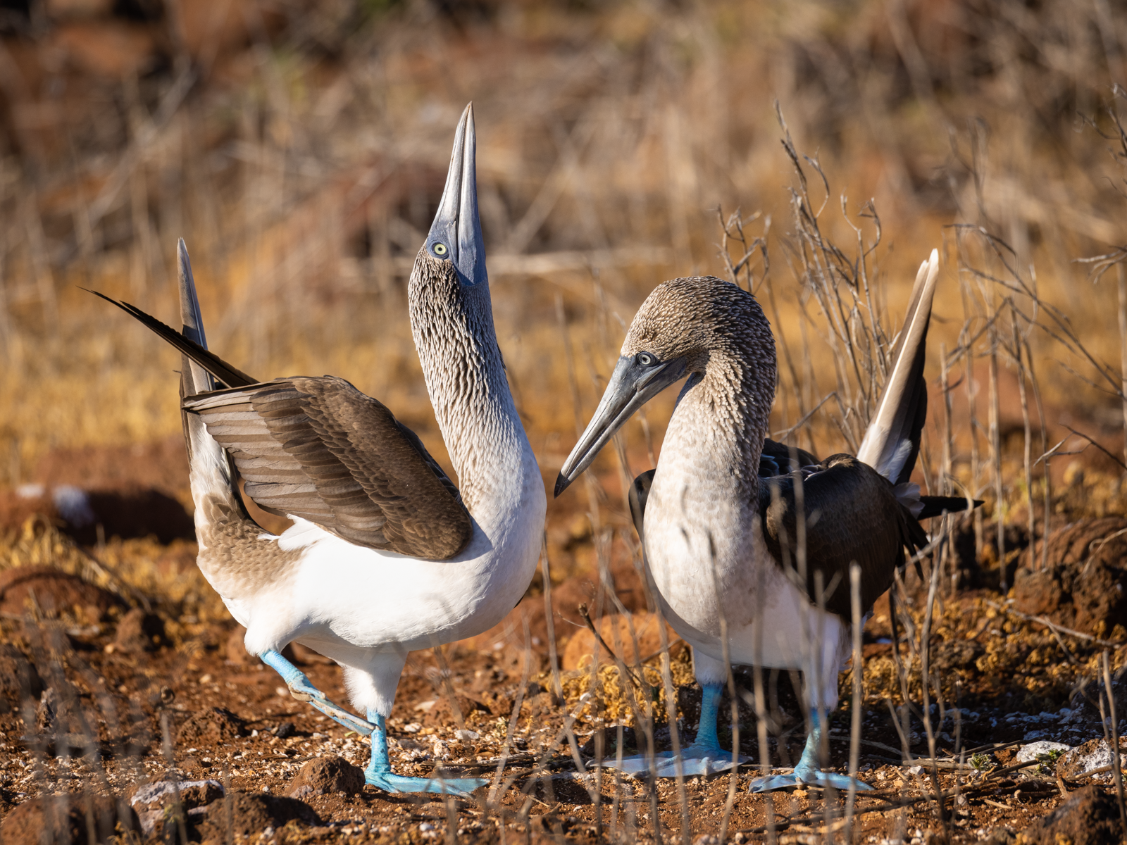 "Be mine."  Blue footed boobies show off to their prospective mates by lifting their blue feet one at a time, extending their wings, and raising heads to let out a characteristic whistle. 