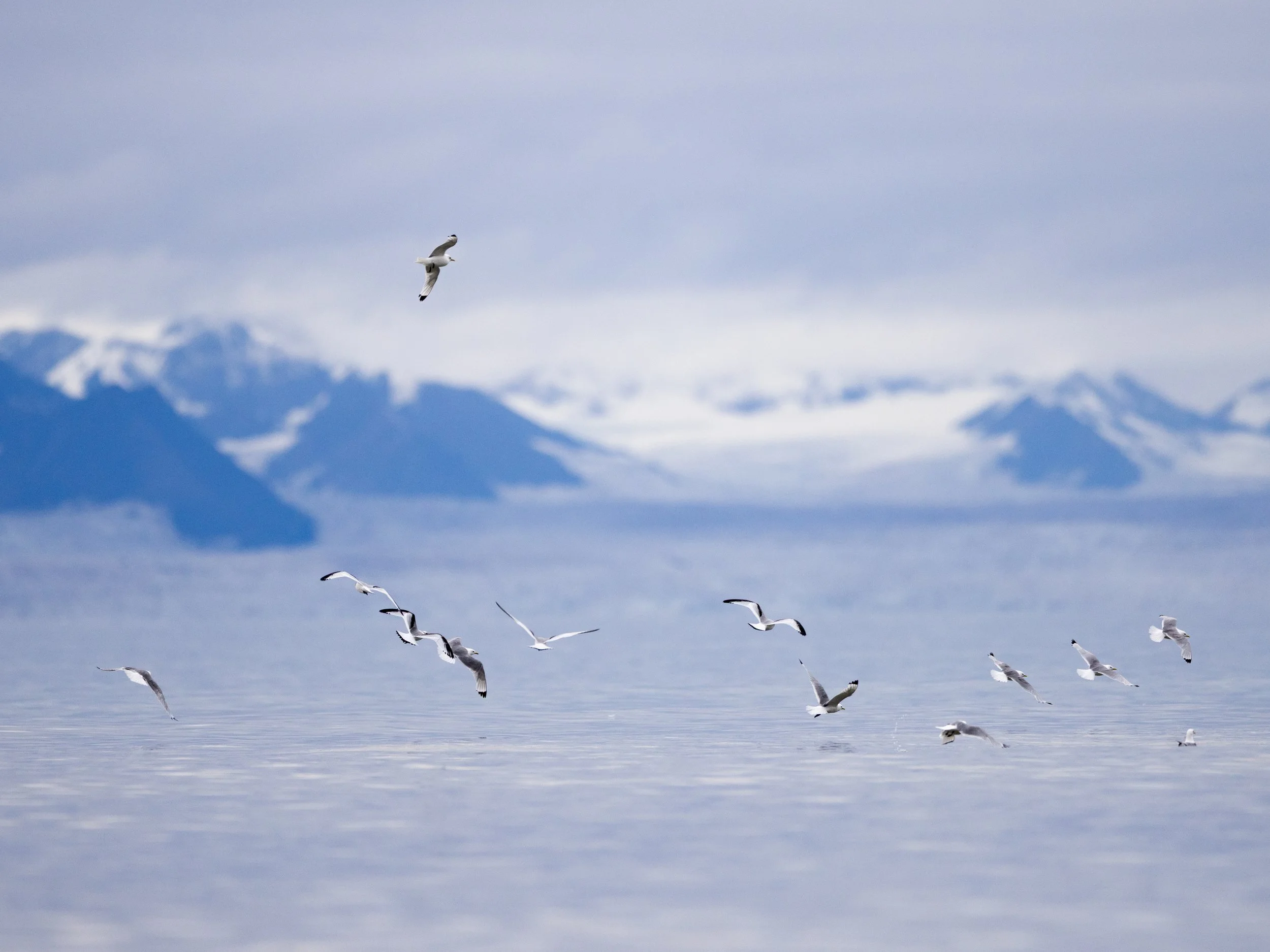"Black-Legged Kittiwake." The black-legged kittiwake is the most common gull in Svalbard and breeds in the Arctic and boreal zones across the northern hemisphere.  They often feed in flocks and are named for their characteristic "kittee-wa-aaake" cal
