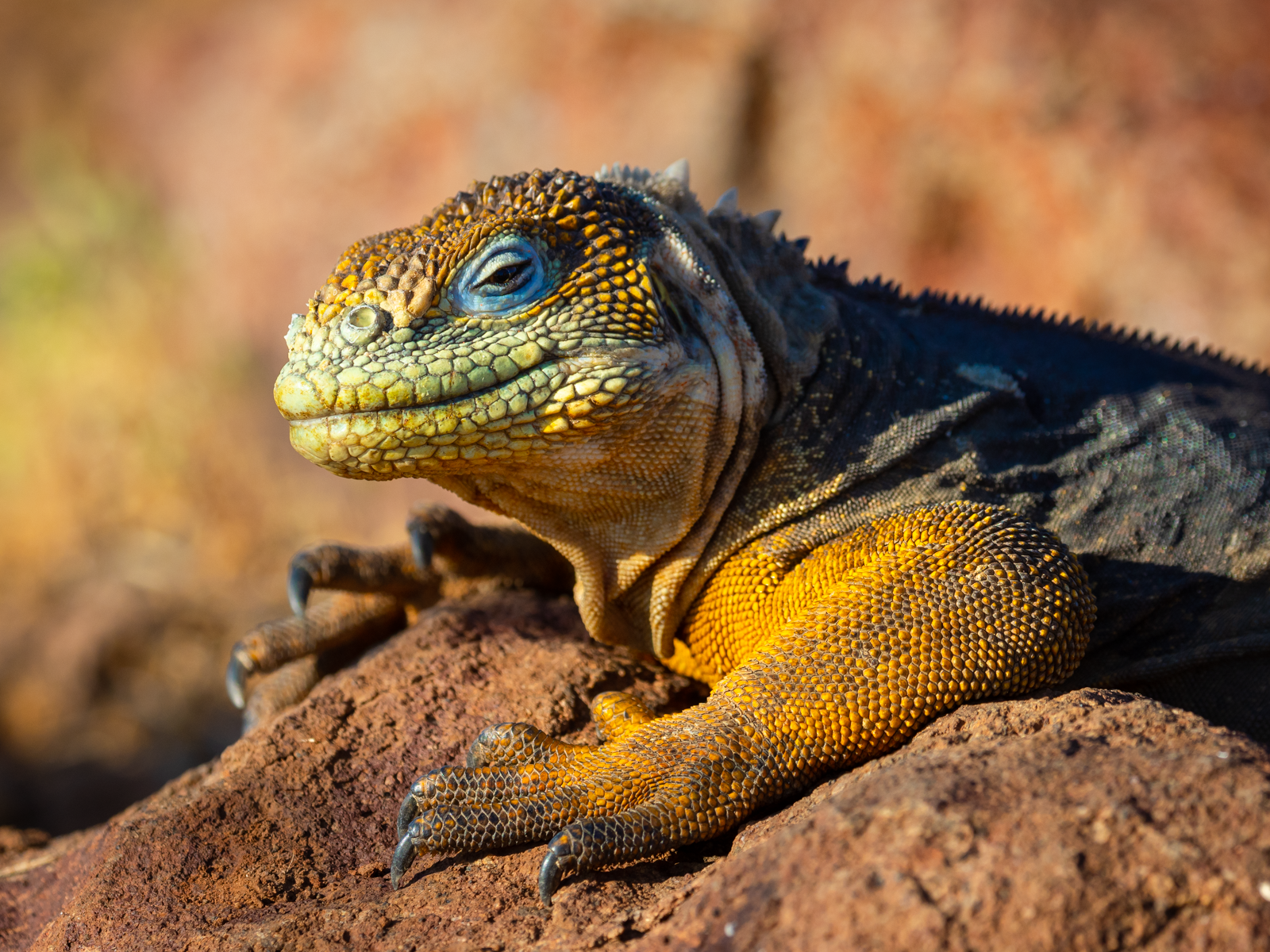 Galapagos Islands