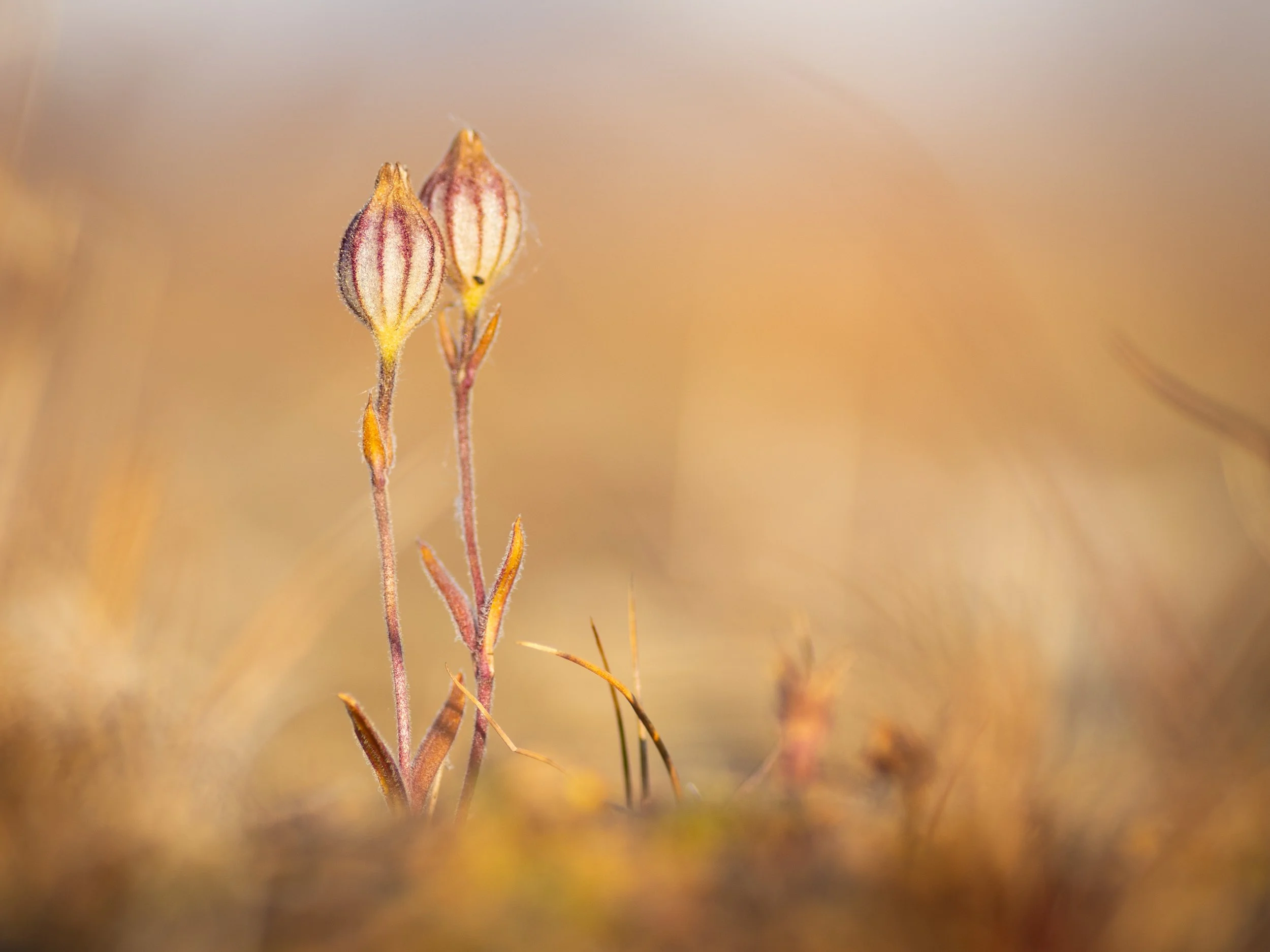 "Nodding Lychnis." There are only a few species of flora that can survive the rugged terrain and bitter cold of the Arctic. Among them is the nodding lychnis (Silene uralensis), a small flower found in the rocky tundra. It belongs to the family Caryo