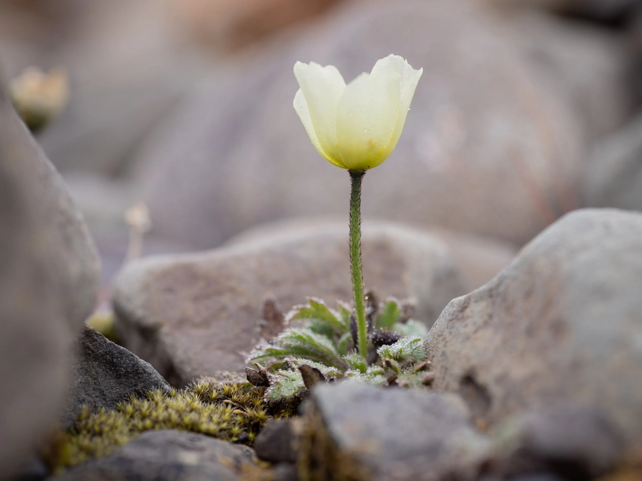 "Svalbard Poppy." Oreomecon dahliana, known as the Svalbard poppy, is the unofficial national flower of Svalbard.  Its delicate yellow petals lie in contrast to the harsh rocky landscapes.  They dot trails, roadways, and mountains.  The seeds of the 