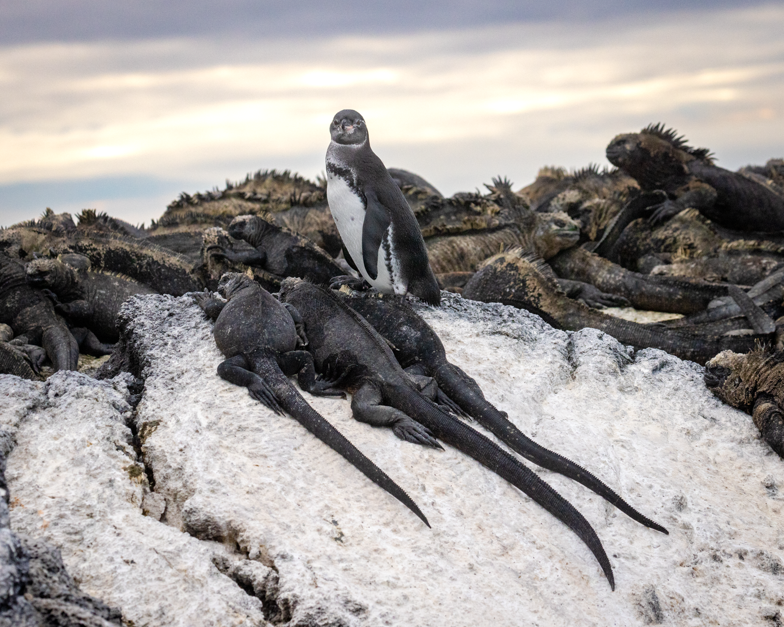 "Dare to be different."  The interaction between species in the Galapagos can leave much to the imagination.  Here, on a small rock outcrop, is a Galapagos penguin surrounded by marine iguanas.  