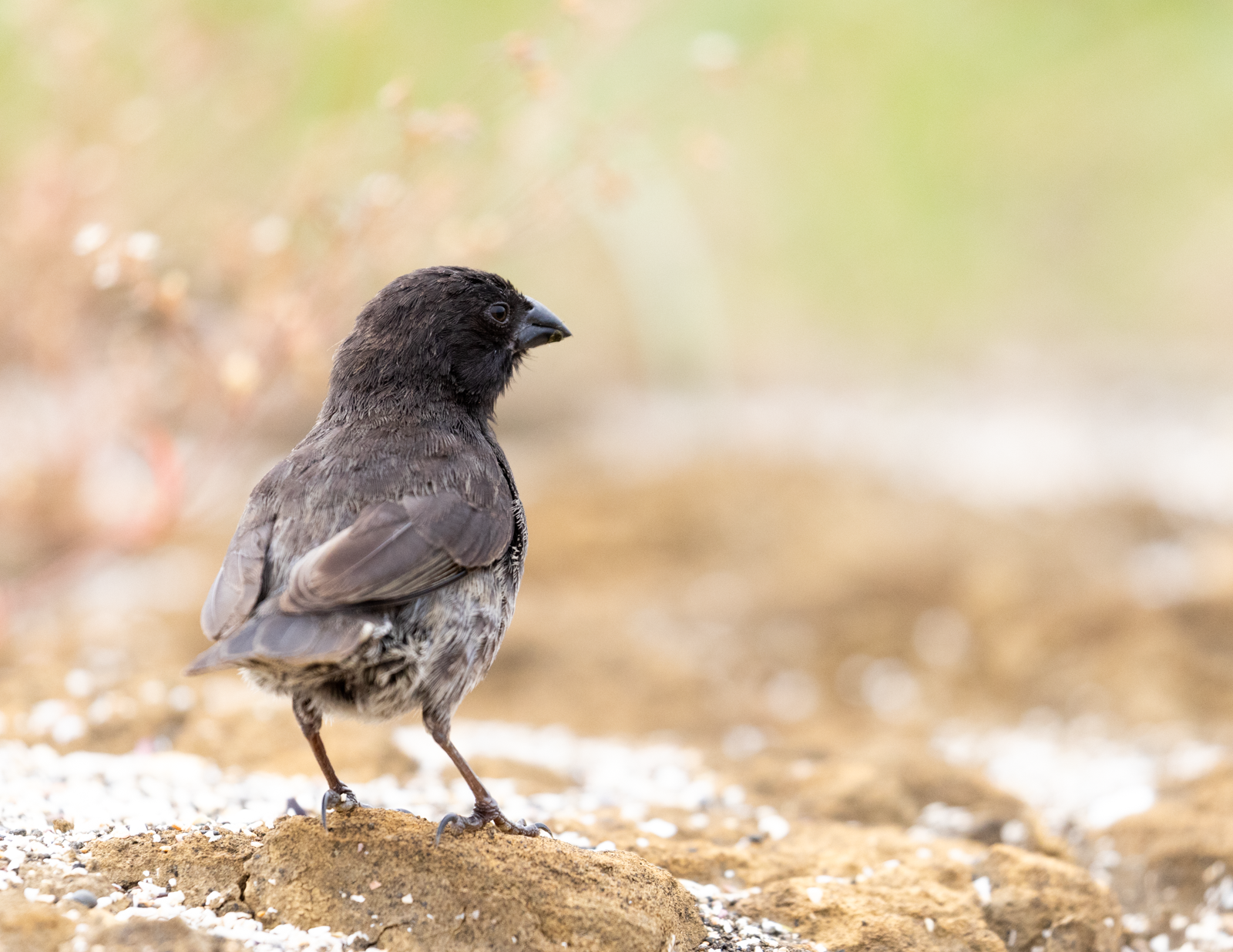 "In the garden."  This is one of Darwin's famous finches, an icon for the theory of evolution.  Here, this finch looks over the this strange landscape in search of seeds and nesting materials.