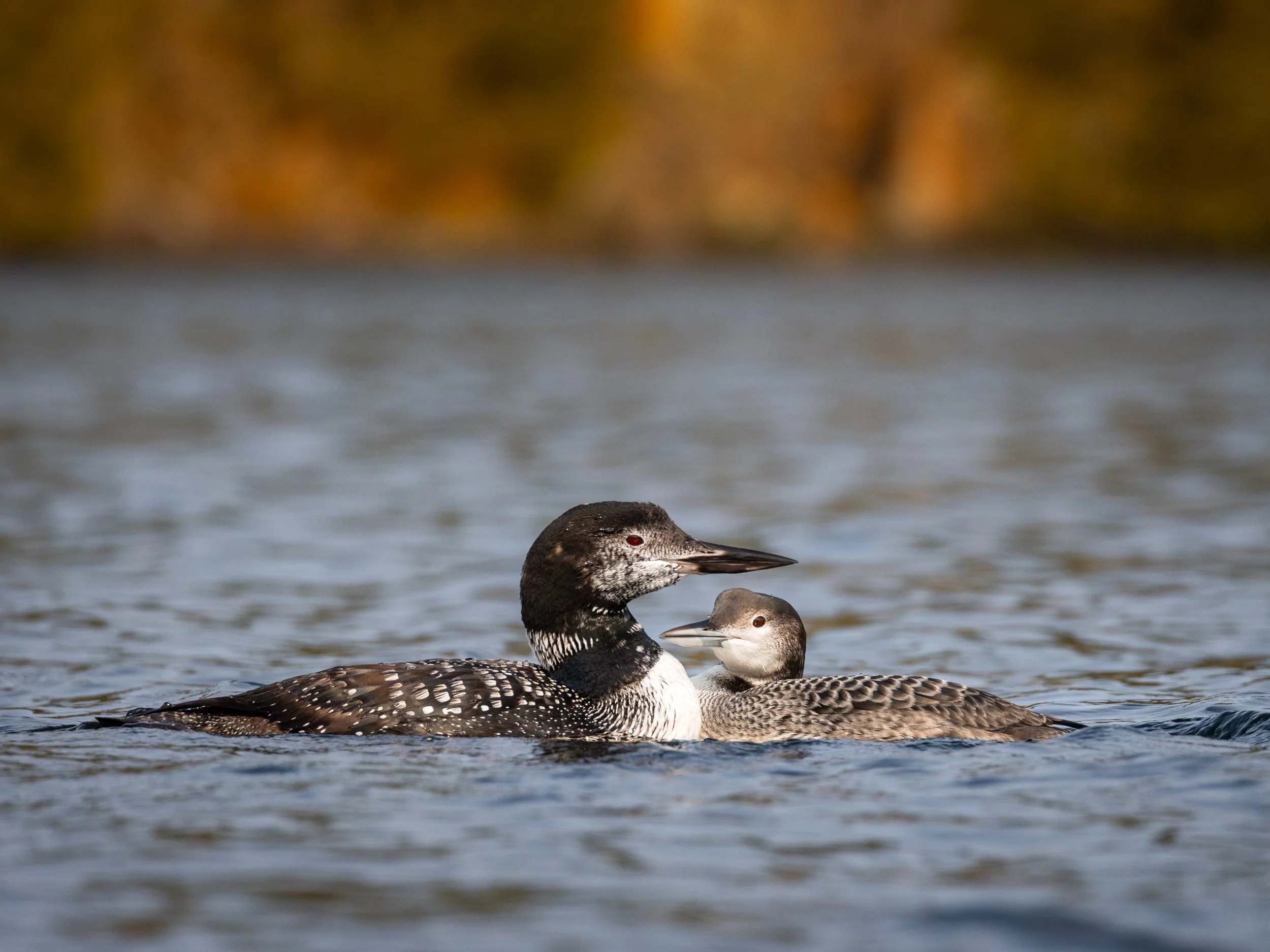 "Teacher."  This common loon is the Minnesota state bird.  Loons nest in Minnesota in the summer where they raise their young in large lakes, teaching them not to fly, but to swim.  These birds are incredible divers, reaching high speeds underwater i