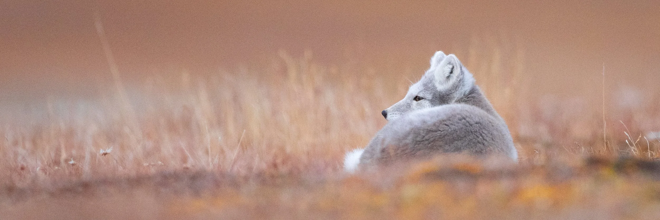 "Rest."  Arctic foxes are small foxes known for their soft fur that shines white in the winter and brown, grey, or black in the summer.  Arctic foxes seem to be always on the move in search of a good meal, pausing only briefly to nap on the tundra.  