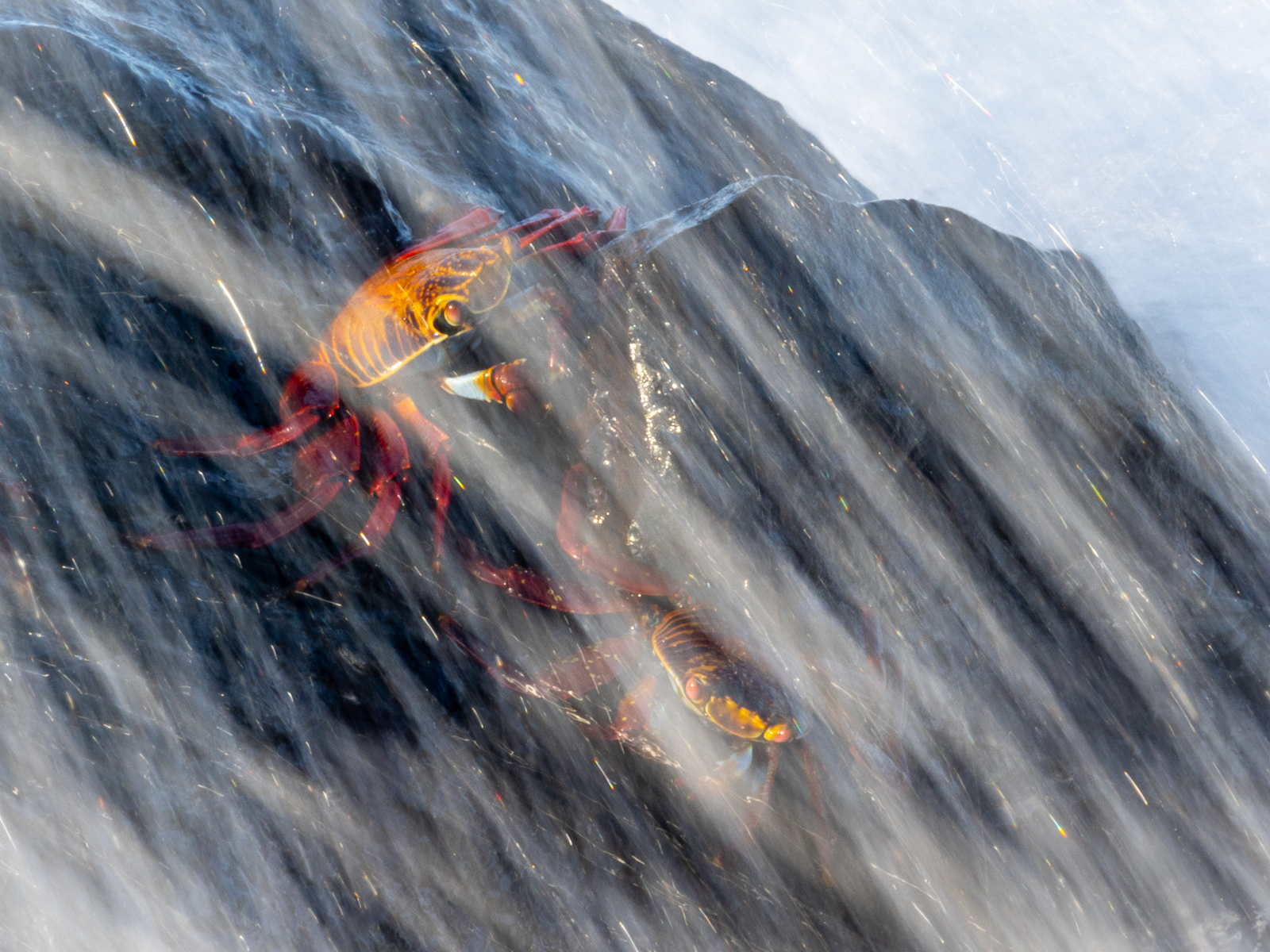 "Lightfoot."  The Sally Lightfoot crab is a beautiful crab endemic to South and Central America.  They are found on all of the Galápagos Islands where they have an essential role in clearing the shoreline of organic debris and as a food source for th