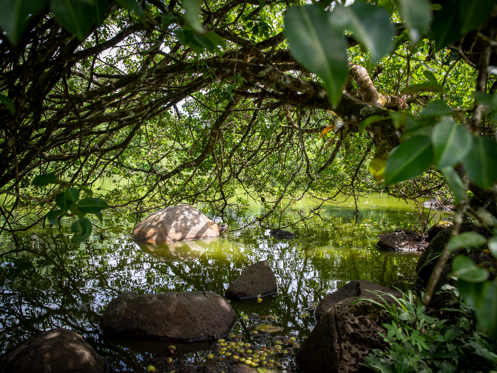 "Camouflage."  Can you spot the animal here?  