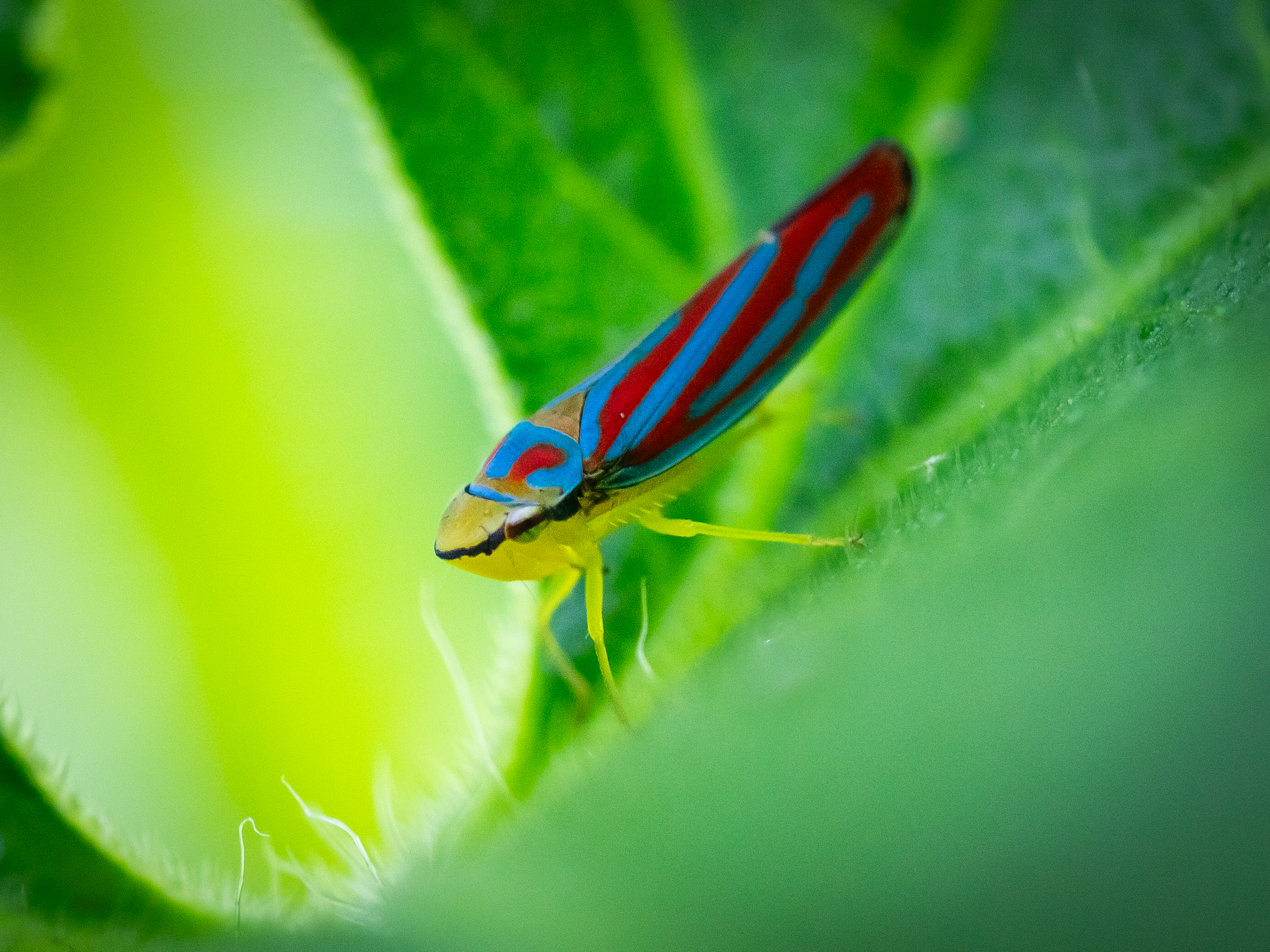 "Surfer."  The candy stripped leafhopper is brightly colored insect belonging to the order Hemiptera.  They can leap long distances thanks to their specialized hind legs and can be found on flowers and leaves in their native habitat of North and Cent