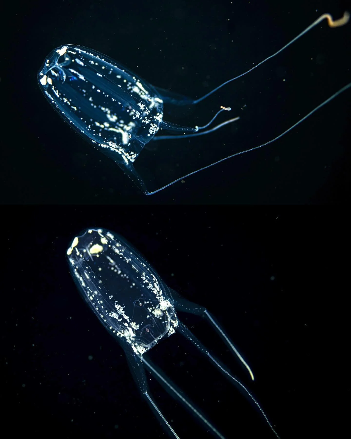 Box jellyfish
