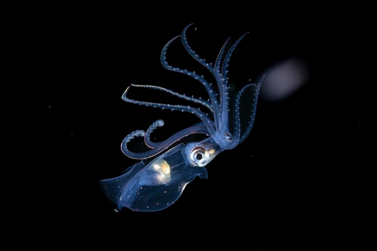 Enope squid