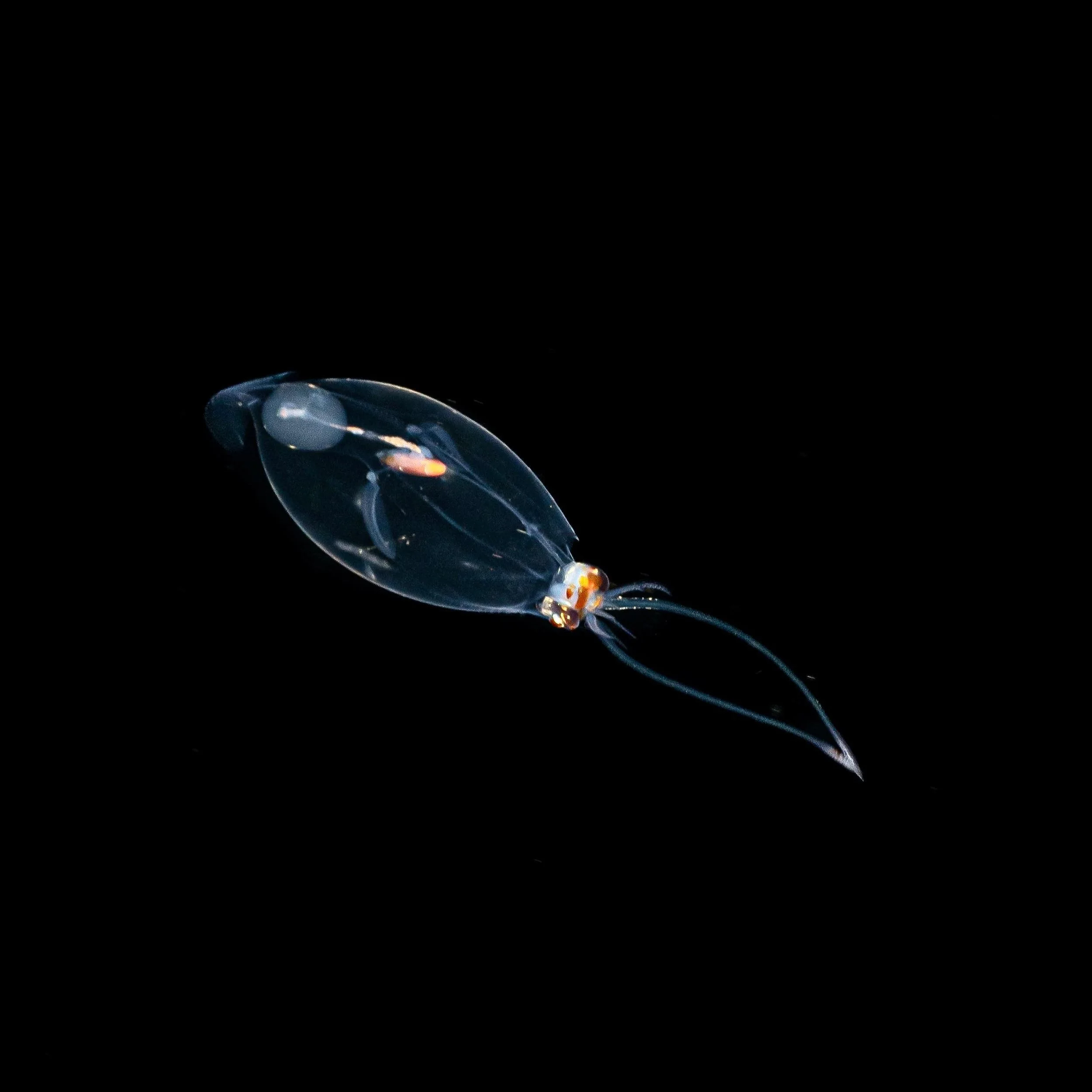 One more photo of the GLASS SQUID 🩵 

Throwback to watching Planet Earth III w friends last year: episode 2 had me hooked the moment when I spotted this critter - I saw it in blackwater photos before, so I recognized the species right away when it p