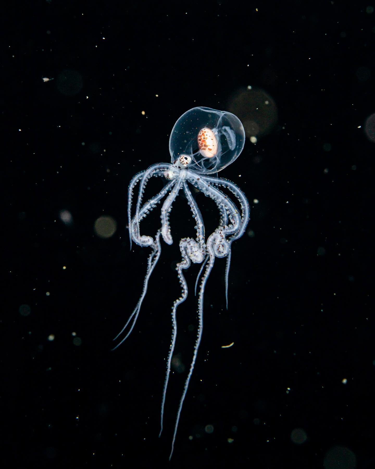 One of my old friends- wanderpus octopus - shining with backscatters in low visibility water

#blackwaterphotography #underwaterphotography #macrophotography #anilaobatangas #nikonz9 #nikonphotography #padi #scubadiving #backscatter #scubaaddict #div