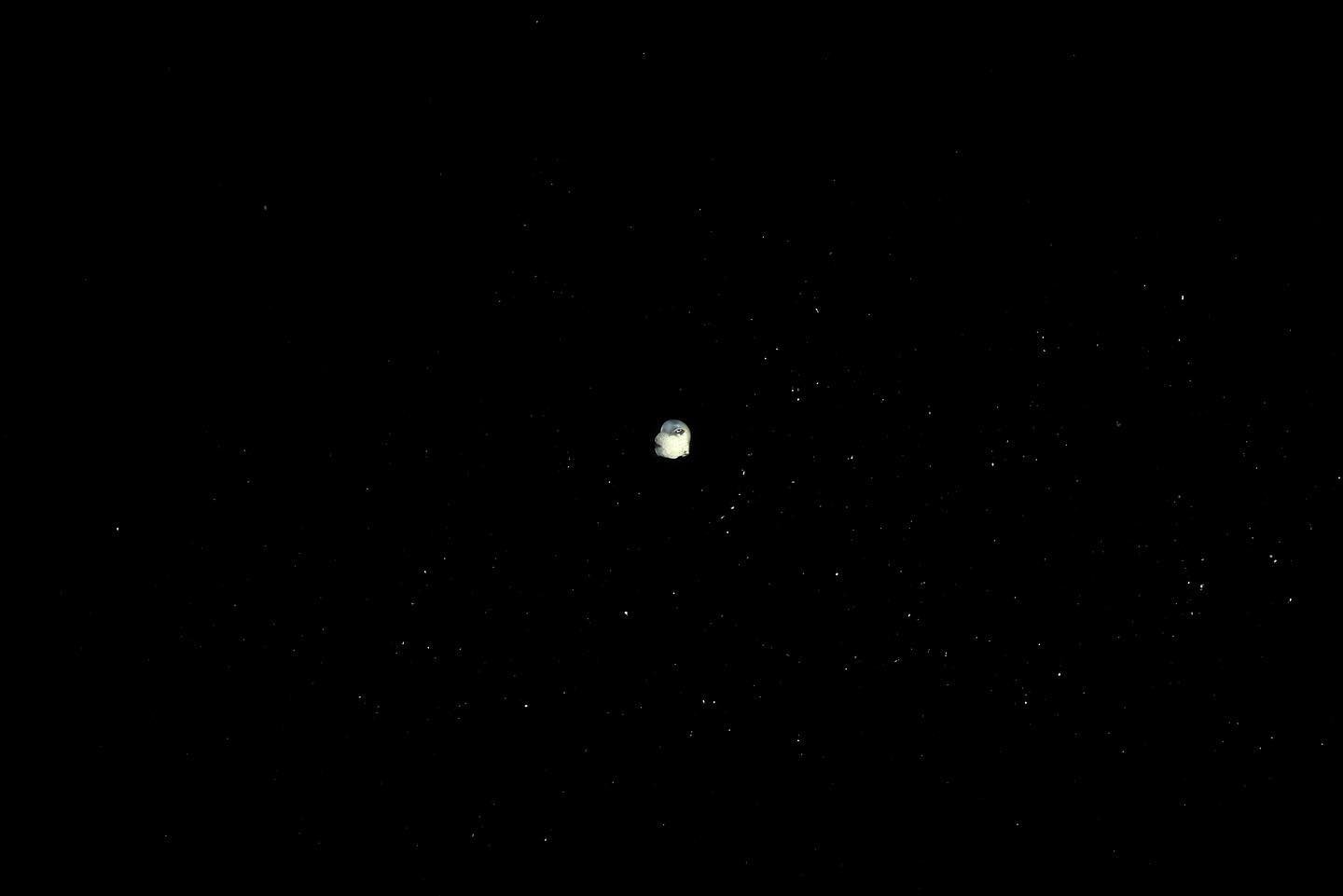 not a very exciting photo but there were stars

#nikonz9 #z2470f4s #uwphotography #blackwater #octopus🐙